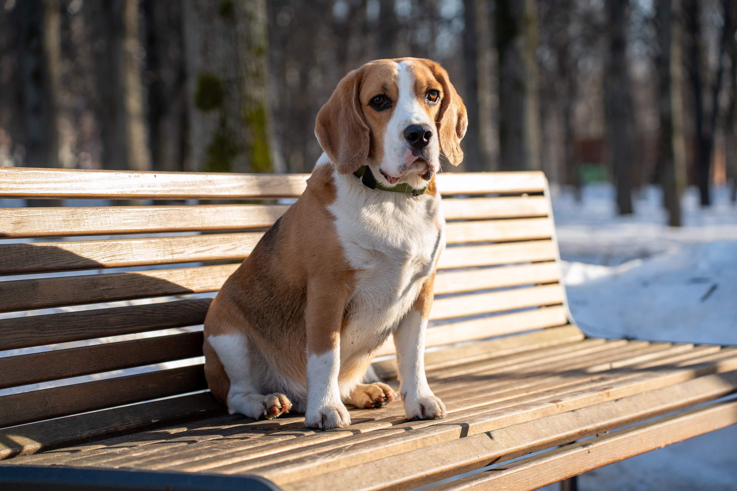 Фотограф Алиса Счастливая | Свадьбы, дети, спорт | Москва