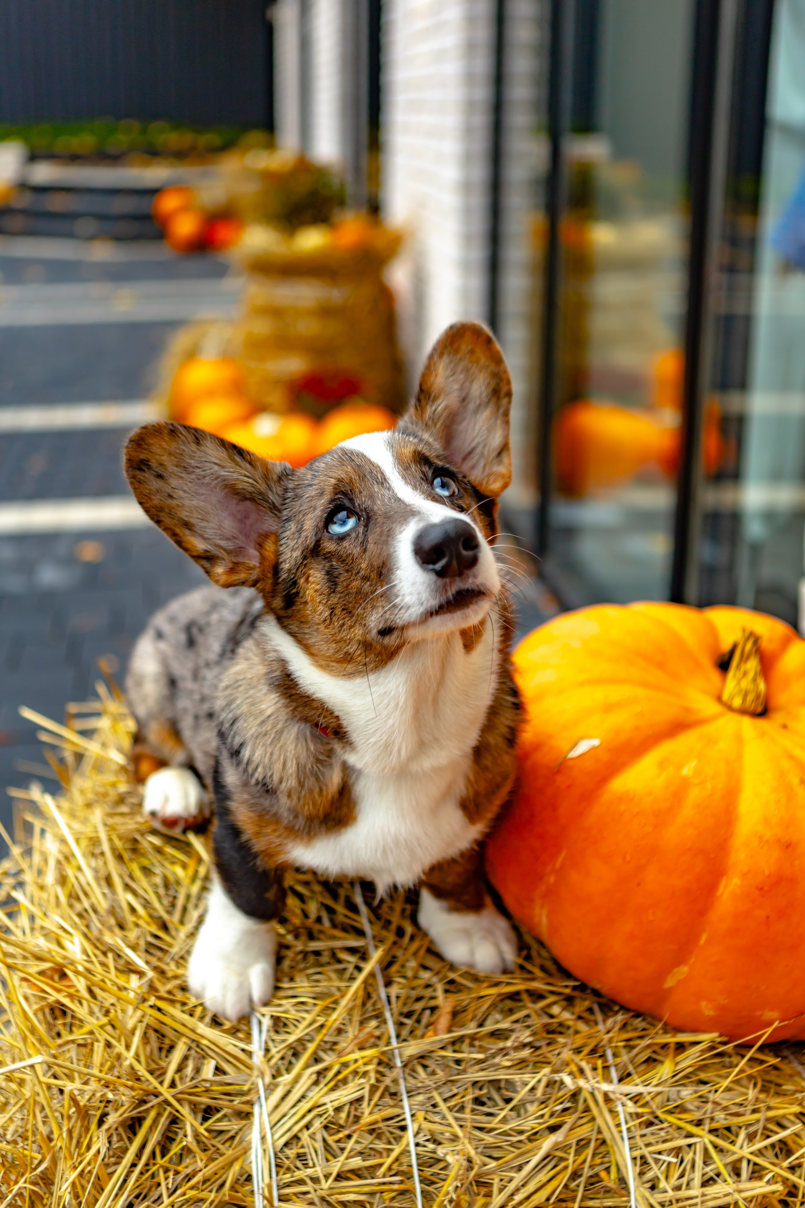 Прайс-лист Фотосъемка. AI-контент (генерации ИИ-фото и видео), стоковые фотографии Калининградской области