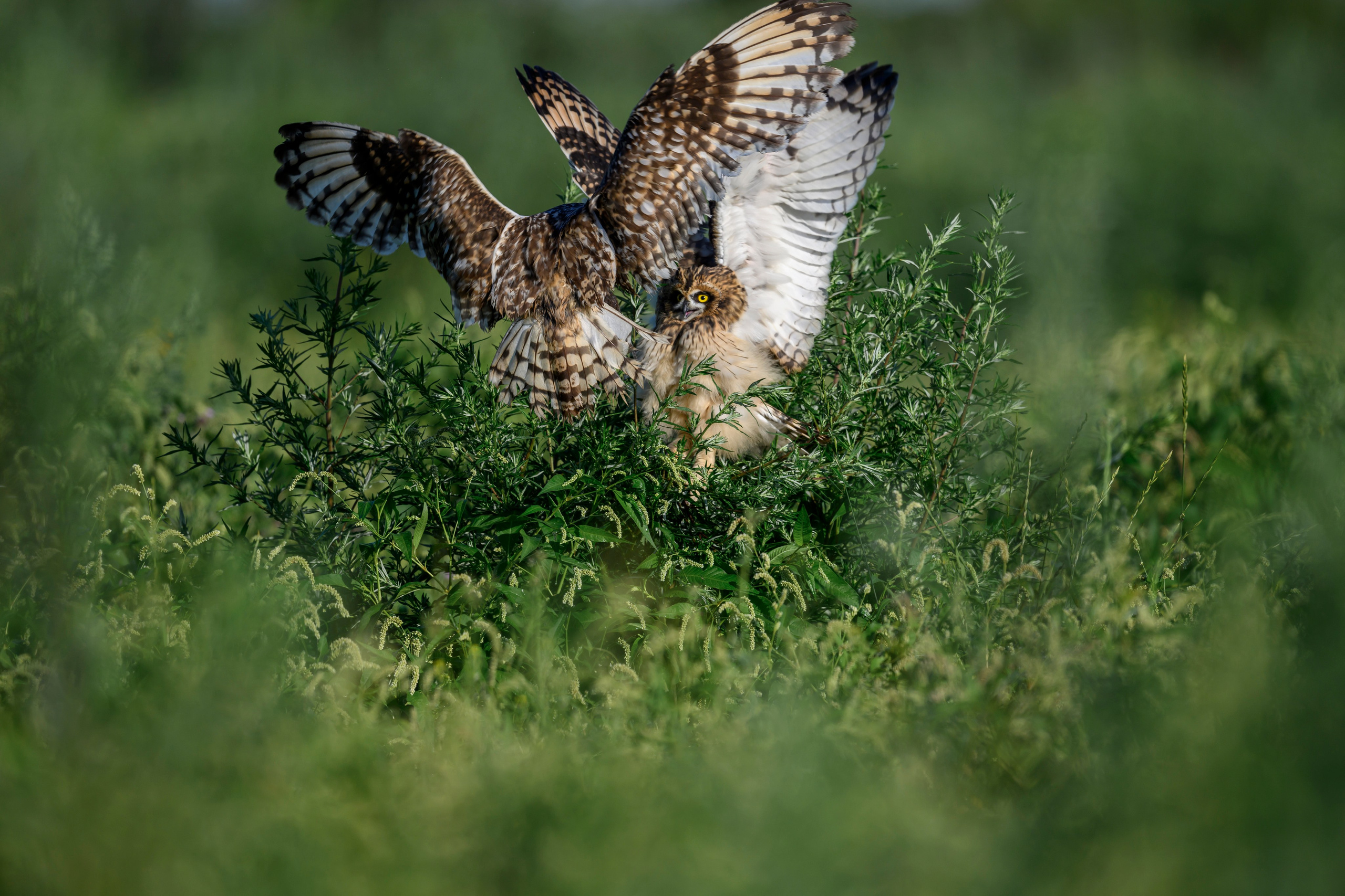 Битва сов и кормление совят. The Owl Battle and Feeding the Nestlings. Фотограф Сергей Пупонин