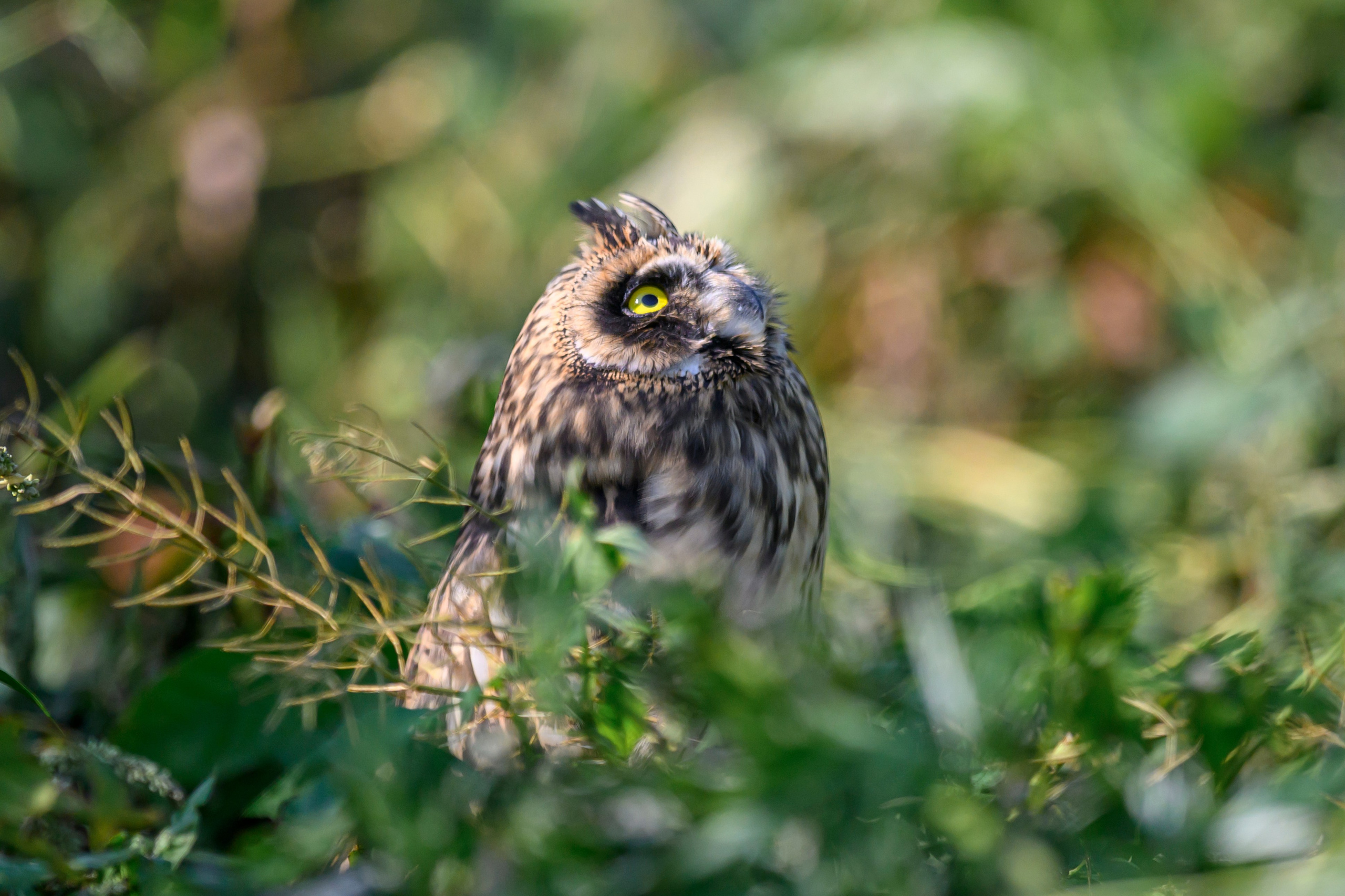 Утро с совятами. Morning with owlets. Wildlife photography by Sergey Puponin