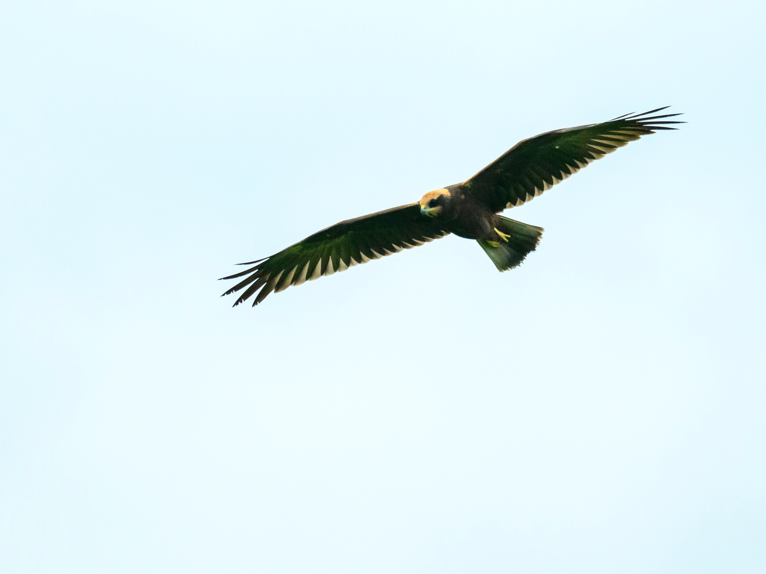 Сова и лунь. The Owl and the Harrier. Wildlife photography by Sergey Puponin