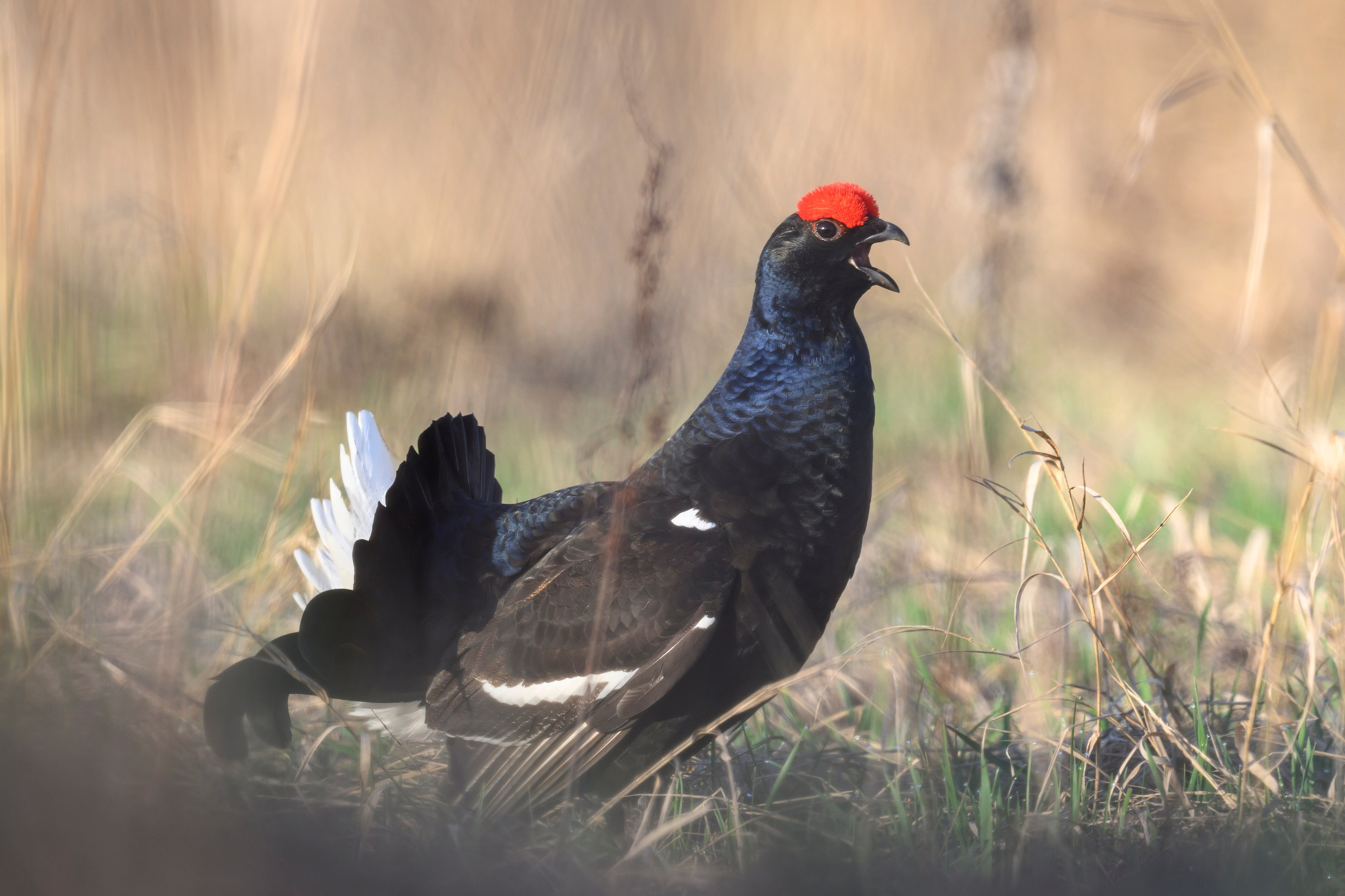 Тетерев. Wildlife photography by Sergey Puponin