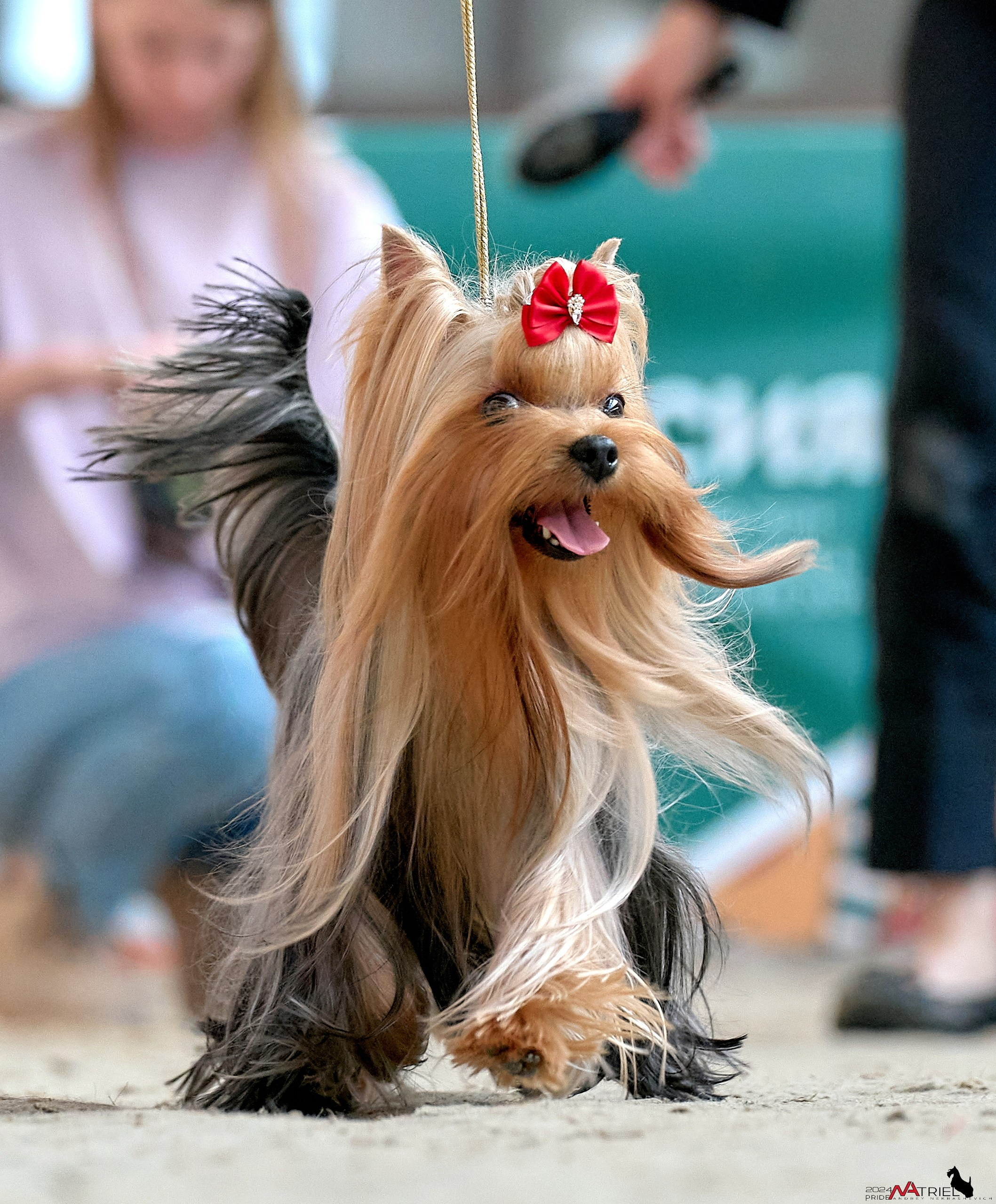 Съемка собак на выставке в движении