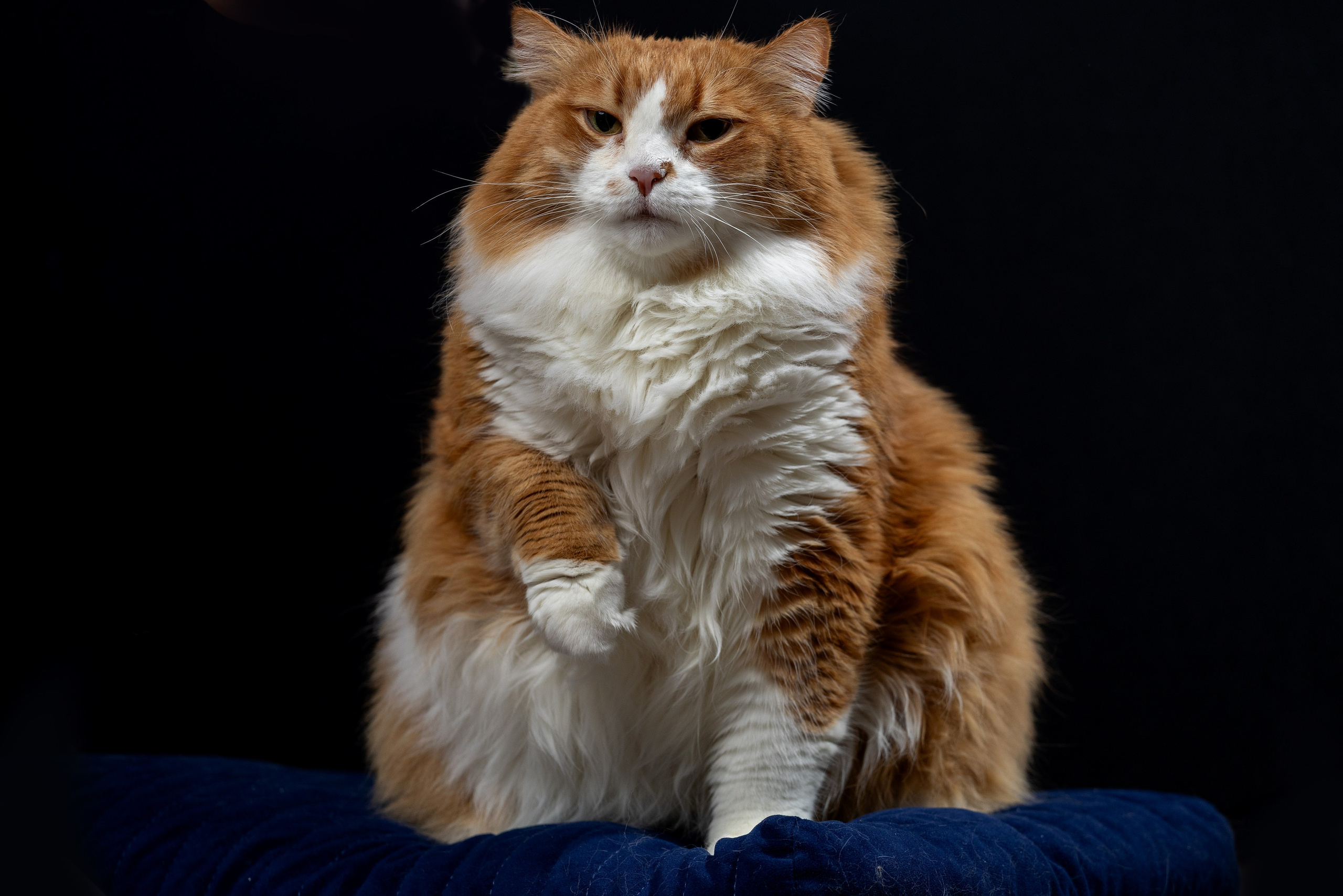 Котосессия Тимоша. Фотограф. Спорт, репортаж, предметная съемка