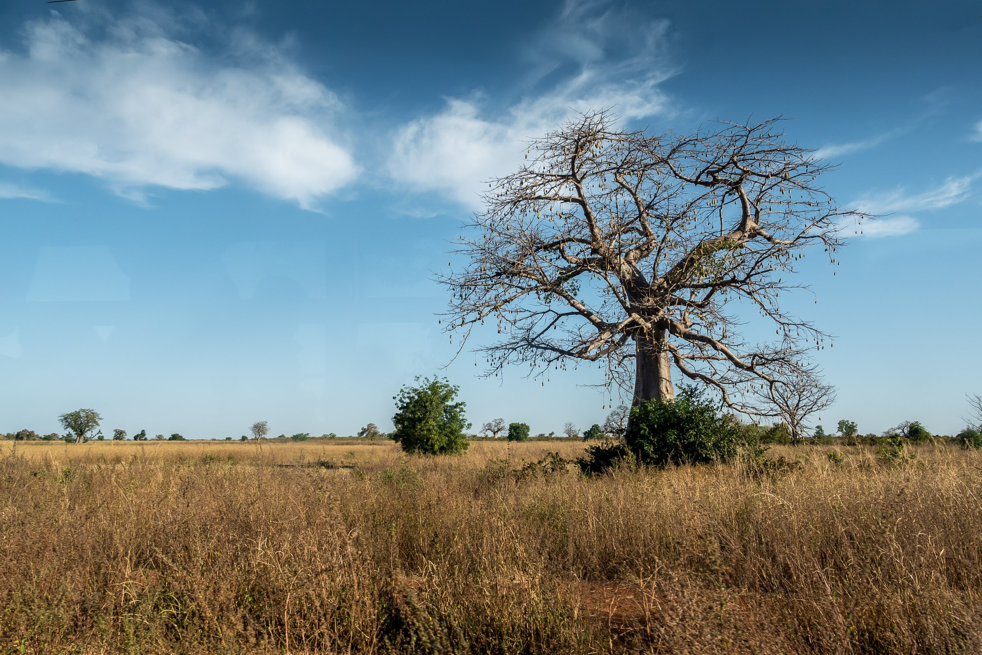 Путешествие по Гамбии (Западная Африка).Traveling in Gambia (West Africa.). Фотограф Алексей Скоробогатько