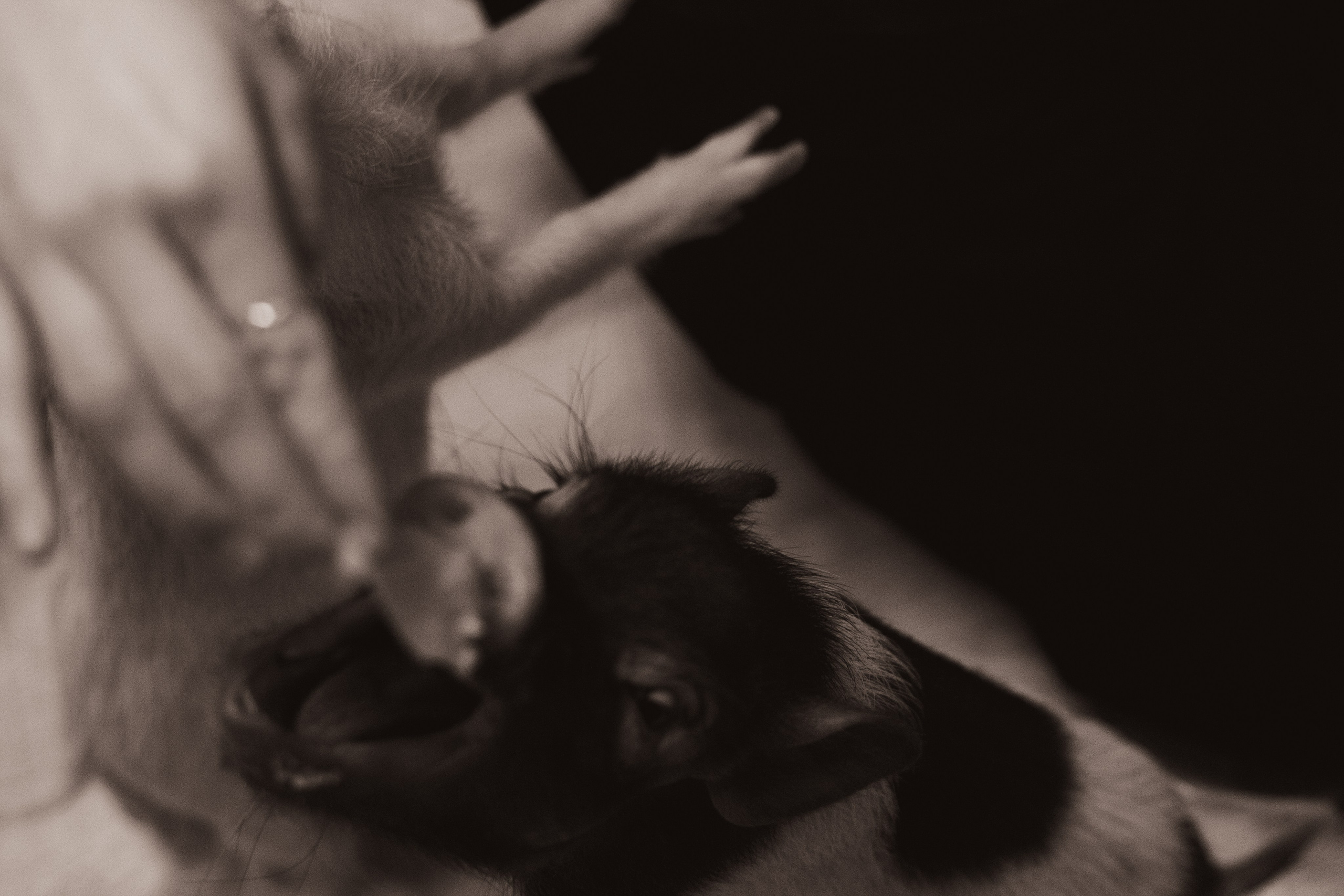 Хрюшки хрюшечные. Фотограф Москва, портрет, стрит, репортаж. Художественная фотосессия