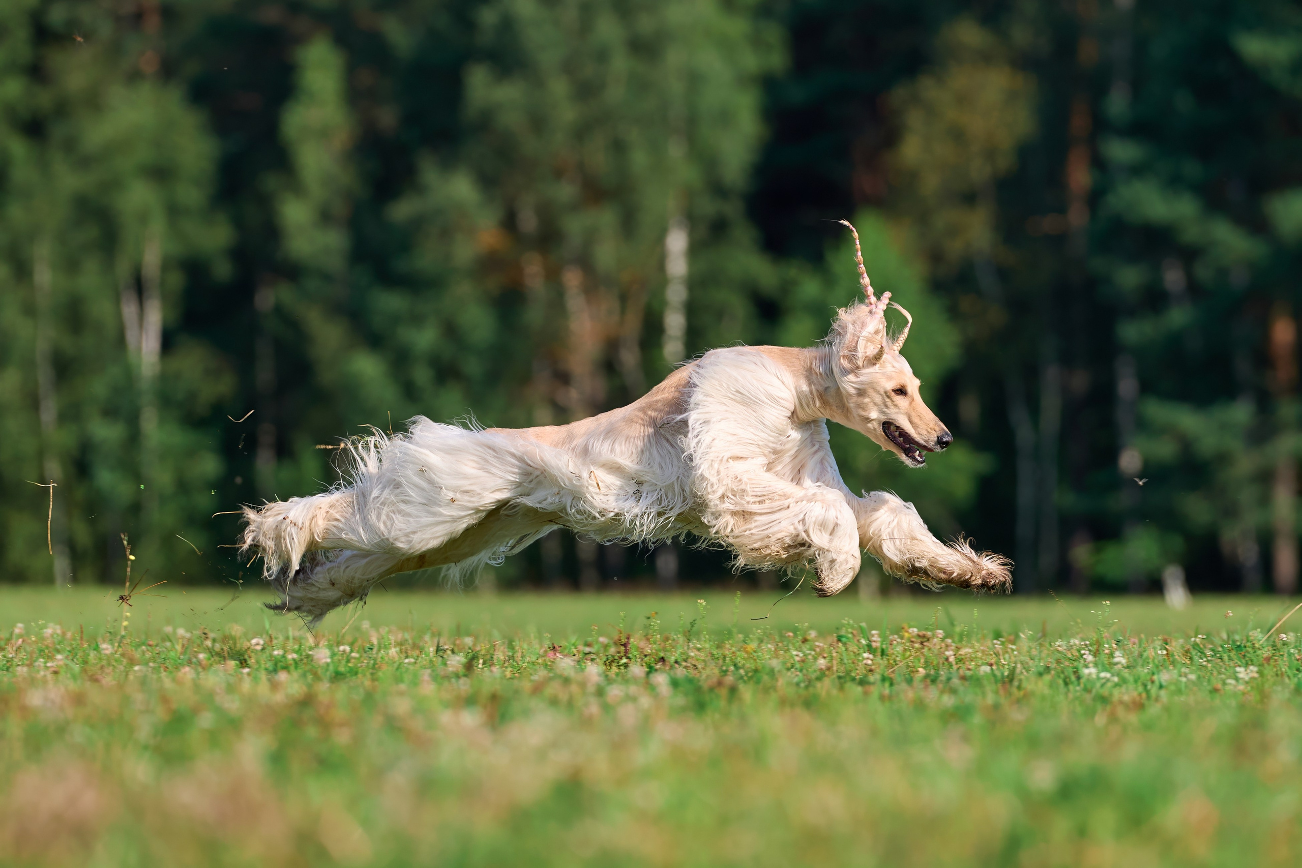 Тренировка в Донино. Фотограф-анималист Михаил Манухин