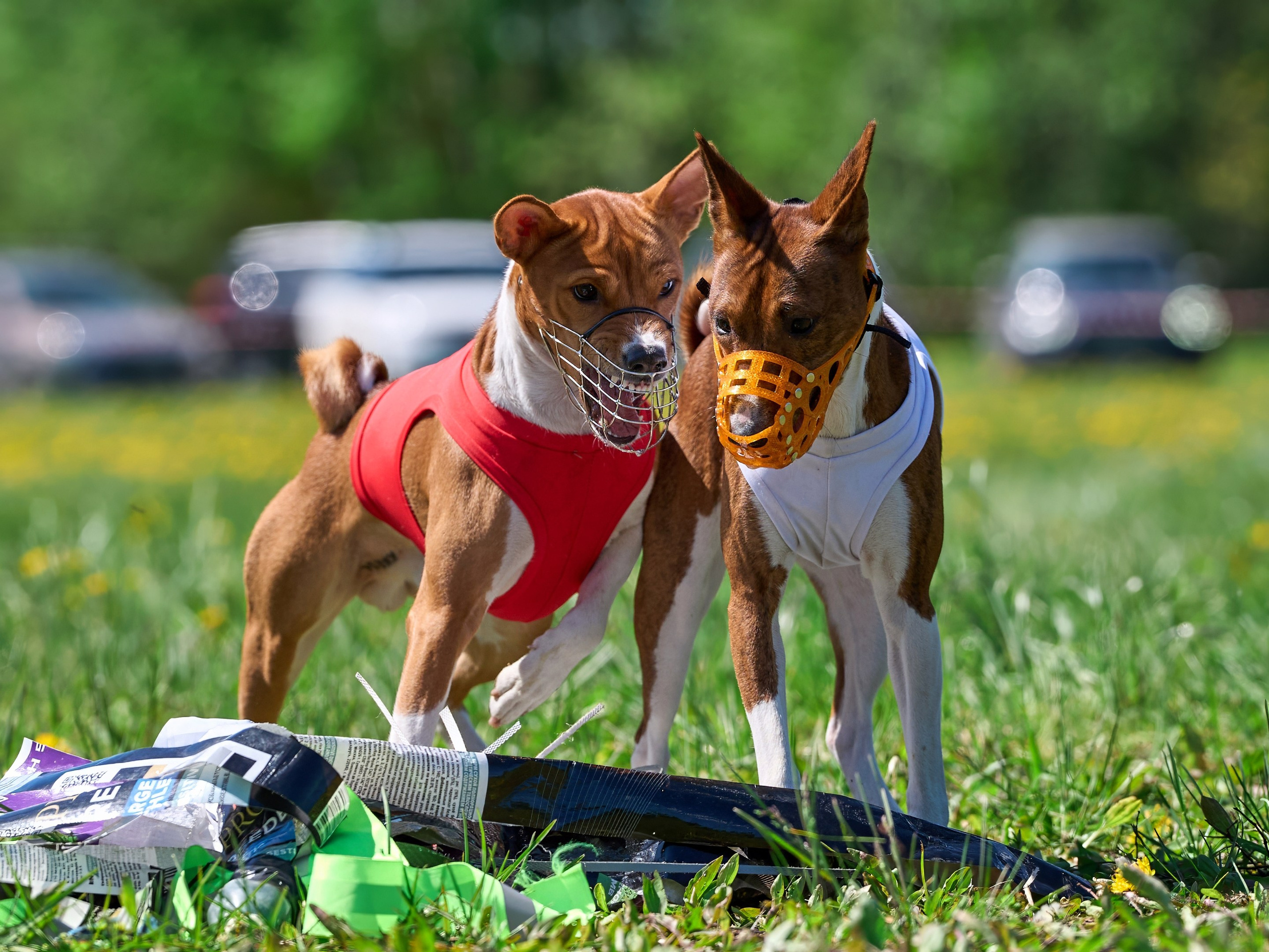 Квалификация по курсингу Донино. Фотограф-анималист Михаил Манухин
