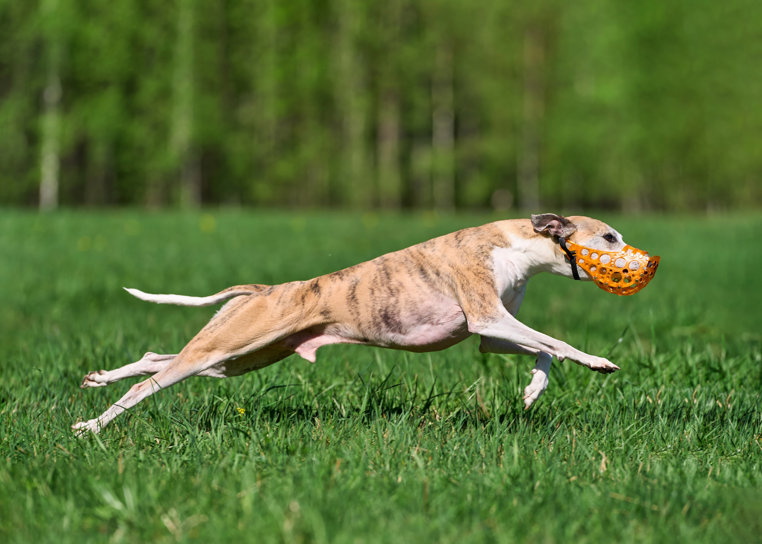 Тренировка по курсингу Донино. Фотограф-анималист Михаил Манухин