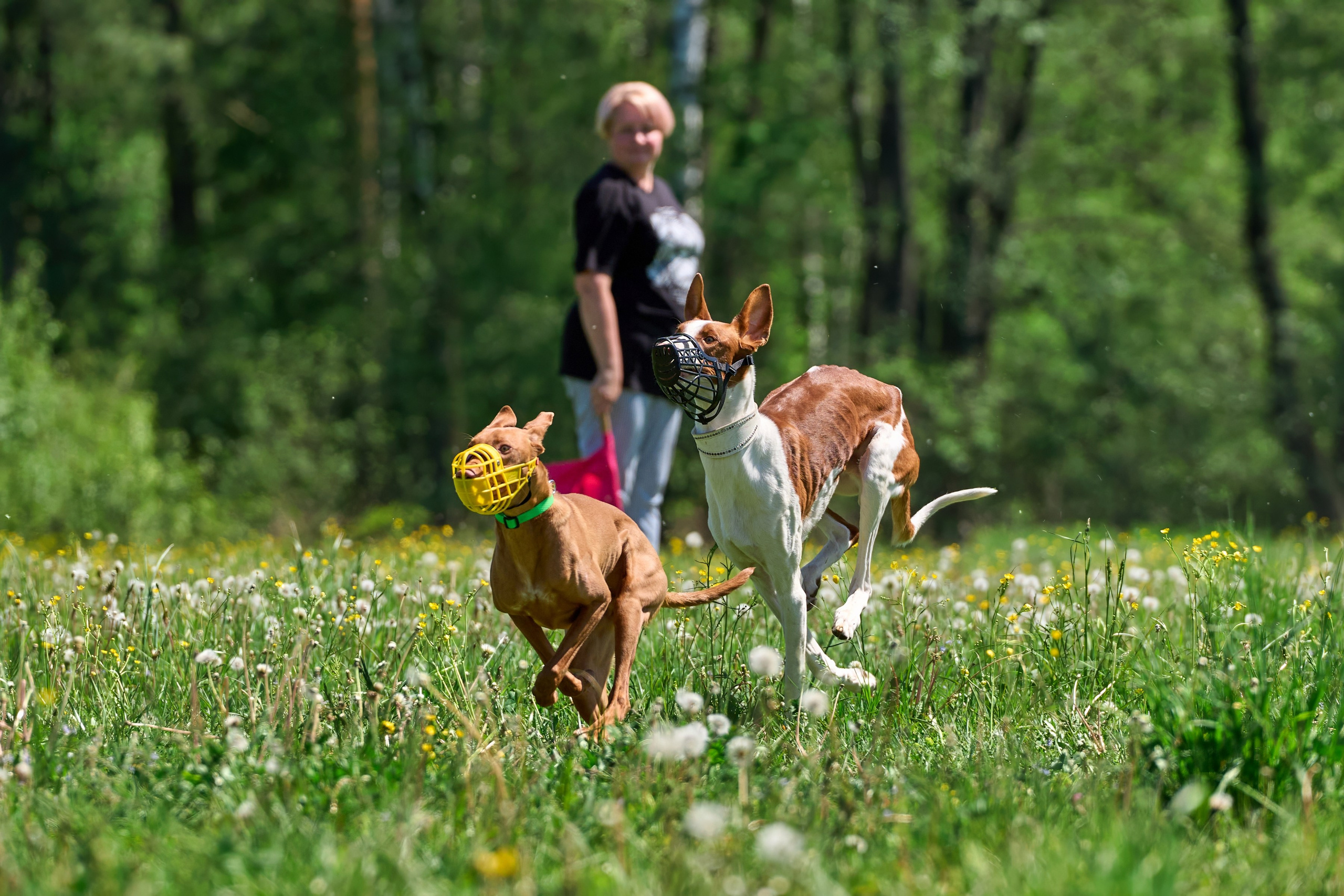Тренировка по курсингу Донино. Фотограф-анималист Михаил Манухин