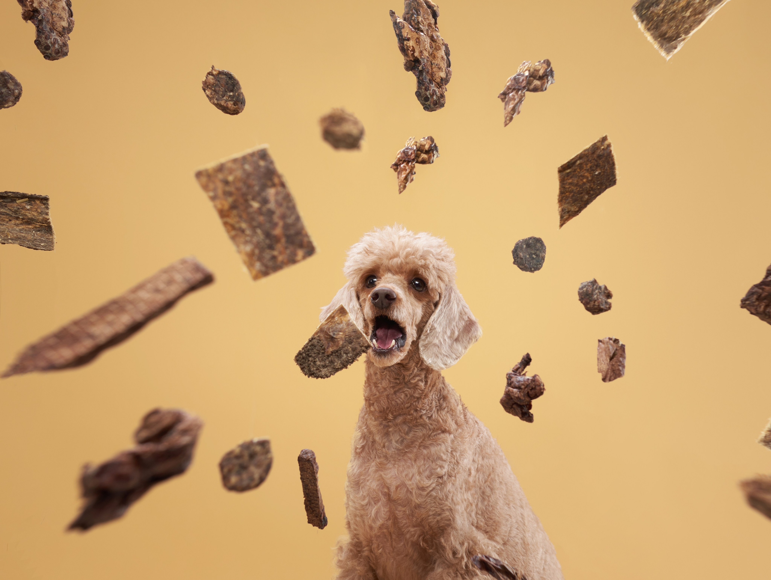Pet Advertising Photography | Commercial Shoots with Dogs & Cats. Dog photographer Averianova Anna — Art photography of dogs