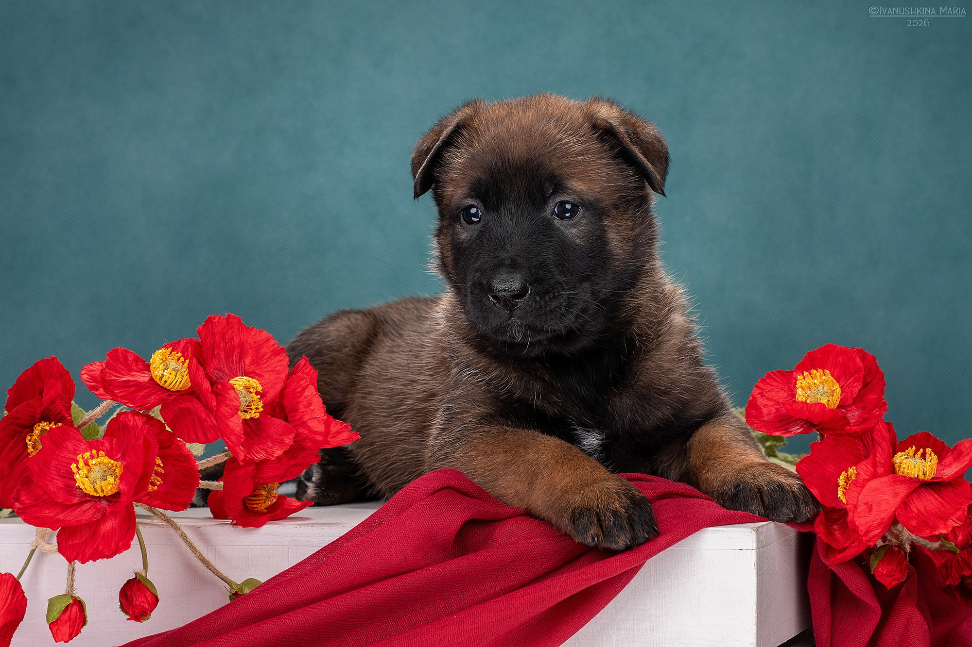 Фотосессия щенков на фонах. Фотограф собак в Москве и Московской области Иванушкина Мария