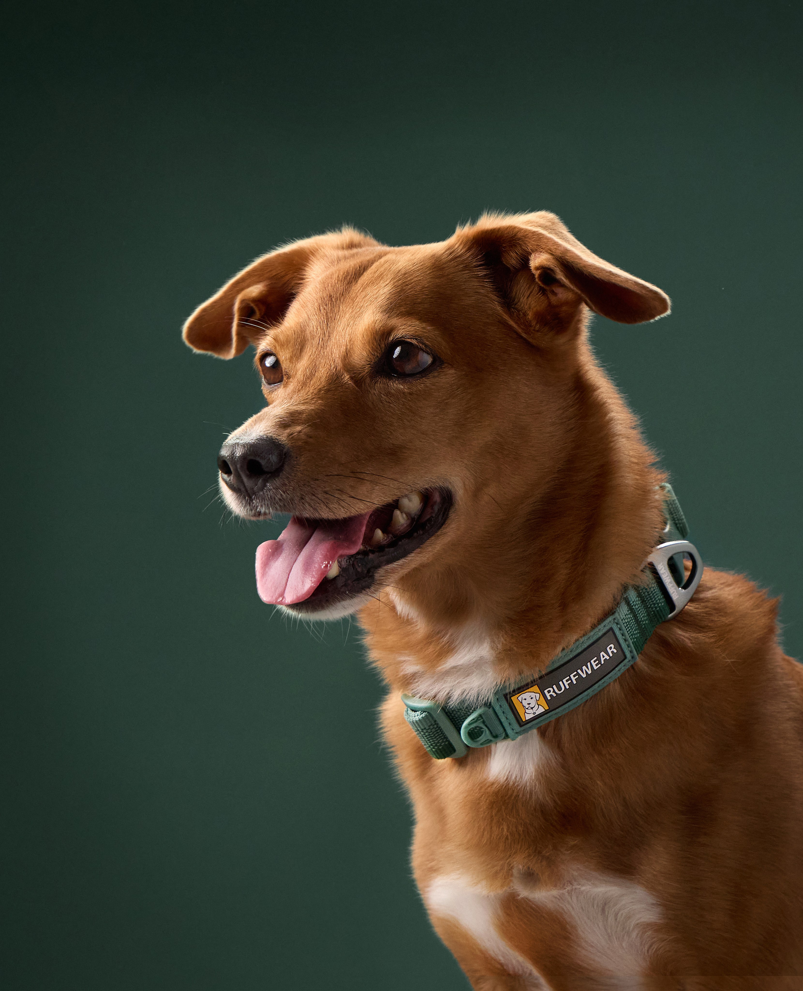 Pet Advertising Photography | Commercial Shoots with Dogs & Cats. Dog photographer Averianova Anna — Art photography of dogs