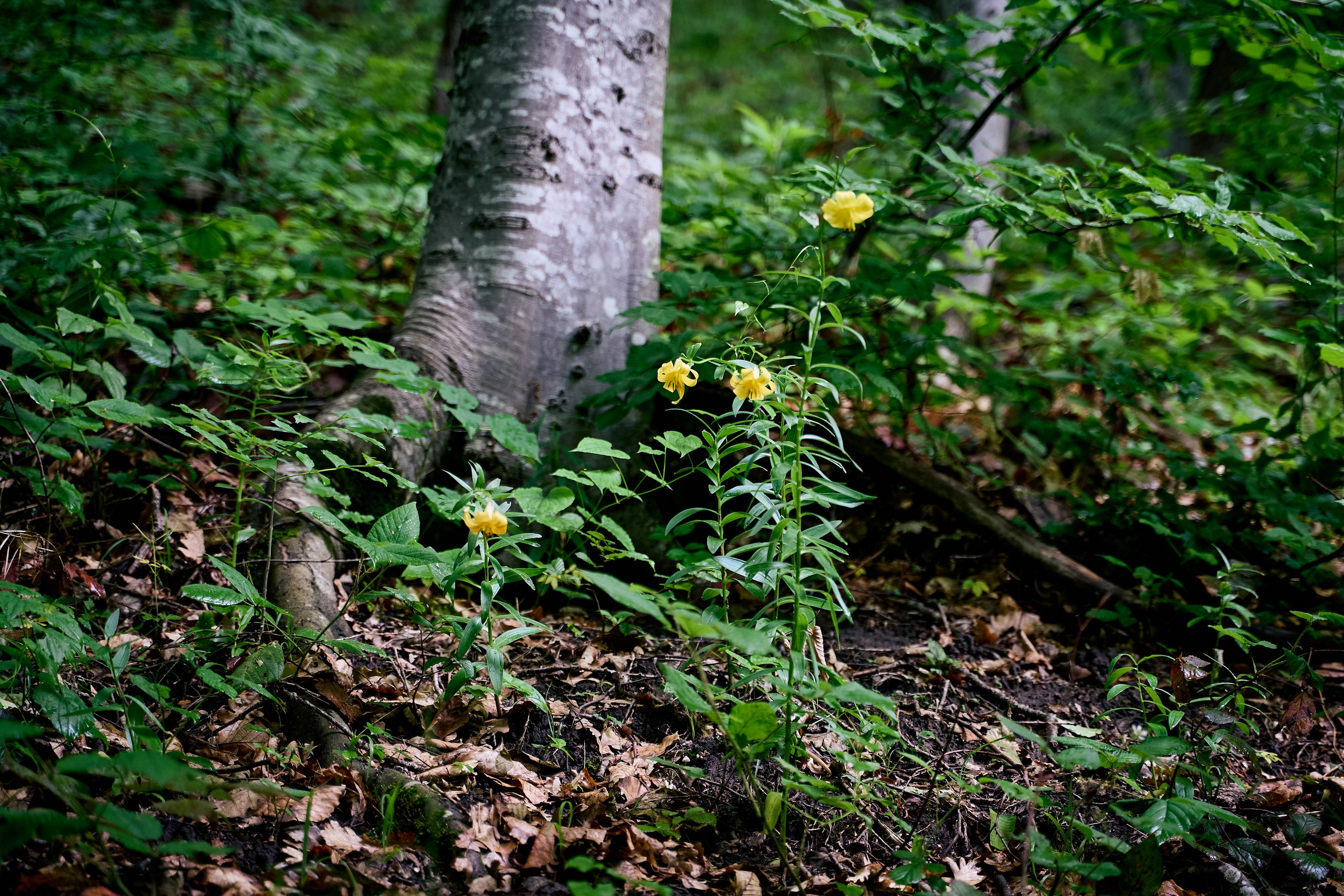Монастырь. Петр Ступень. Свадебное, семейное фото и видео. Москва. Краснодар