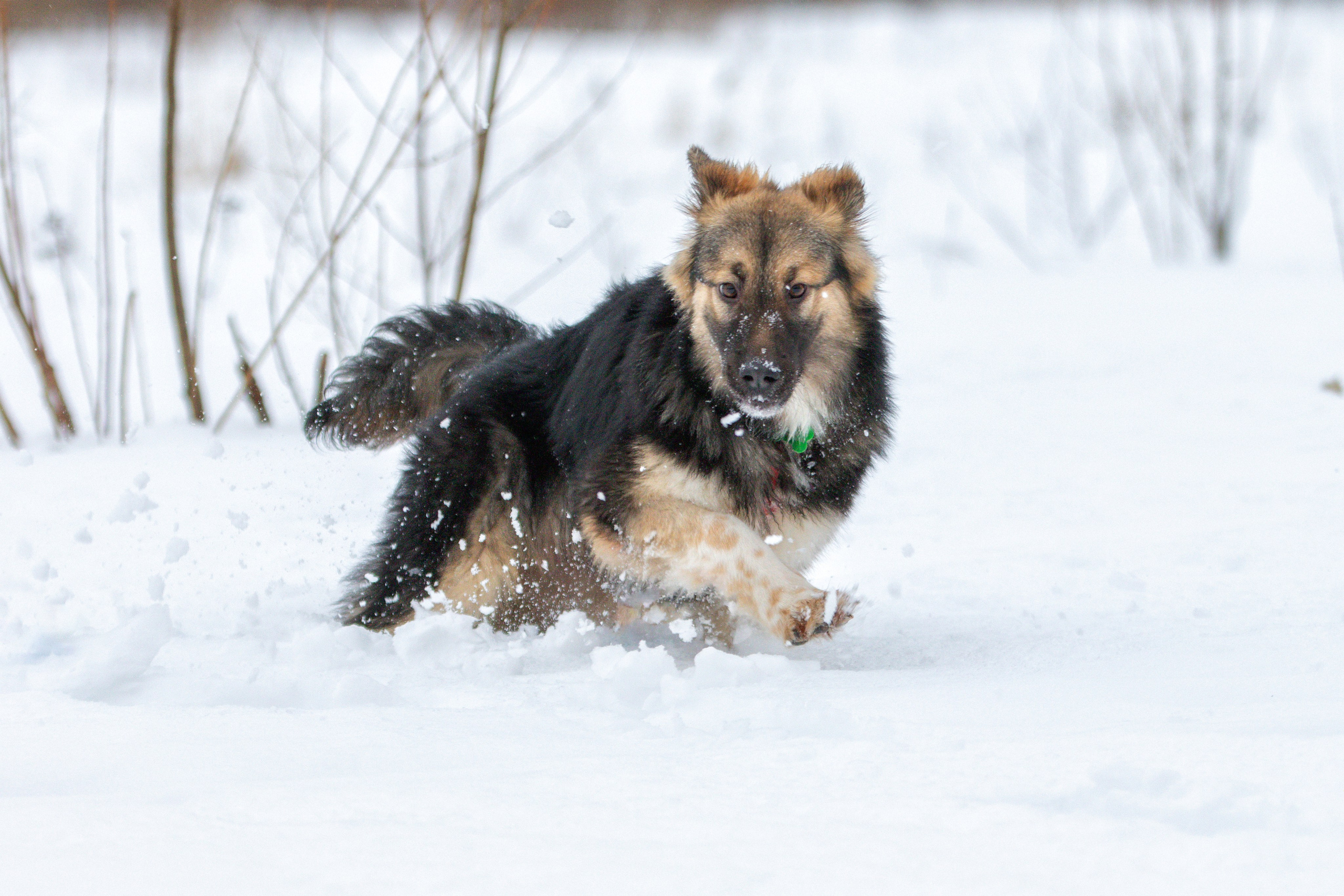 Прогулка в поле с Милкой. Фотограф-анималист Юлия Зубкова