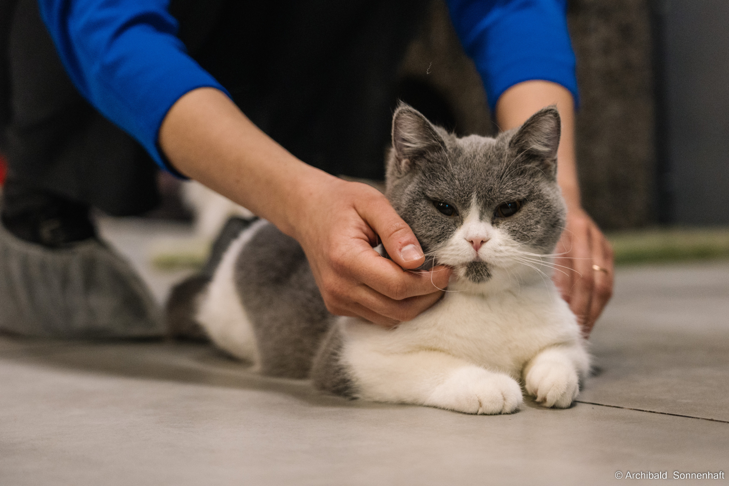 Catfe. Photographer in Guangzhou, China. Archibald Sonnenhaft
