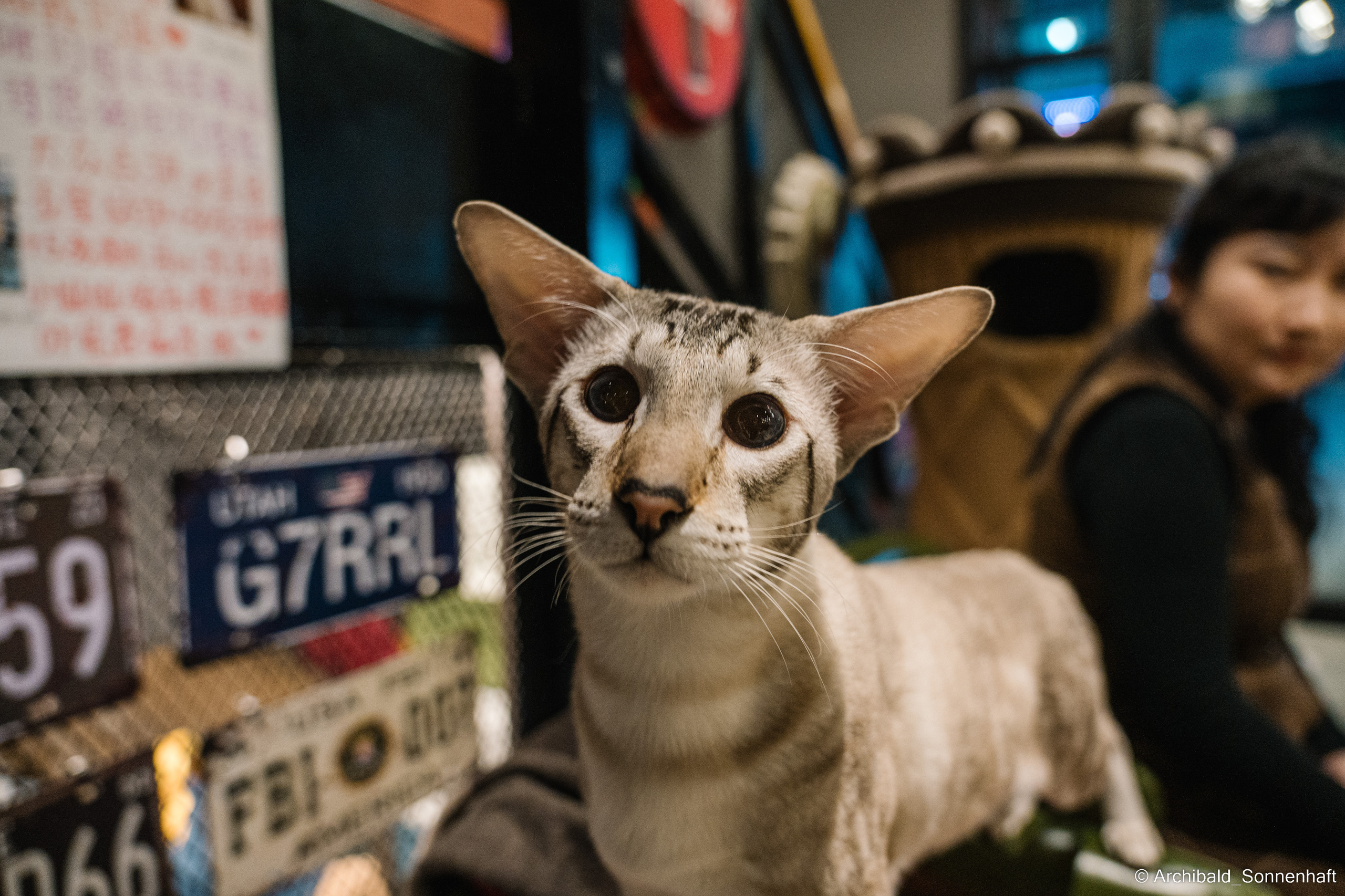 Catfe. Photographer in Guangzhou, China. Archibald Sonnenhaft