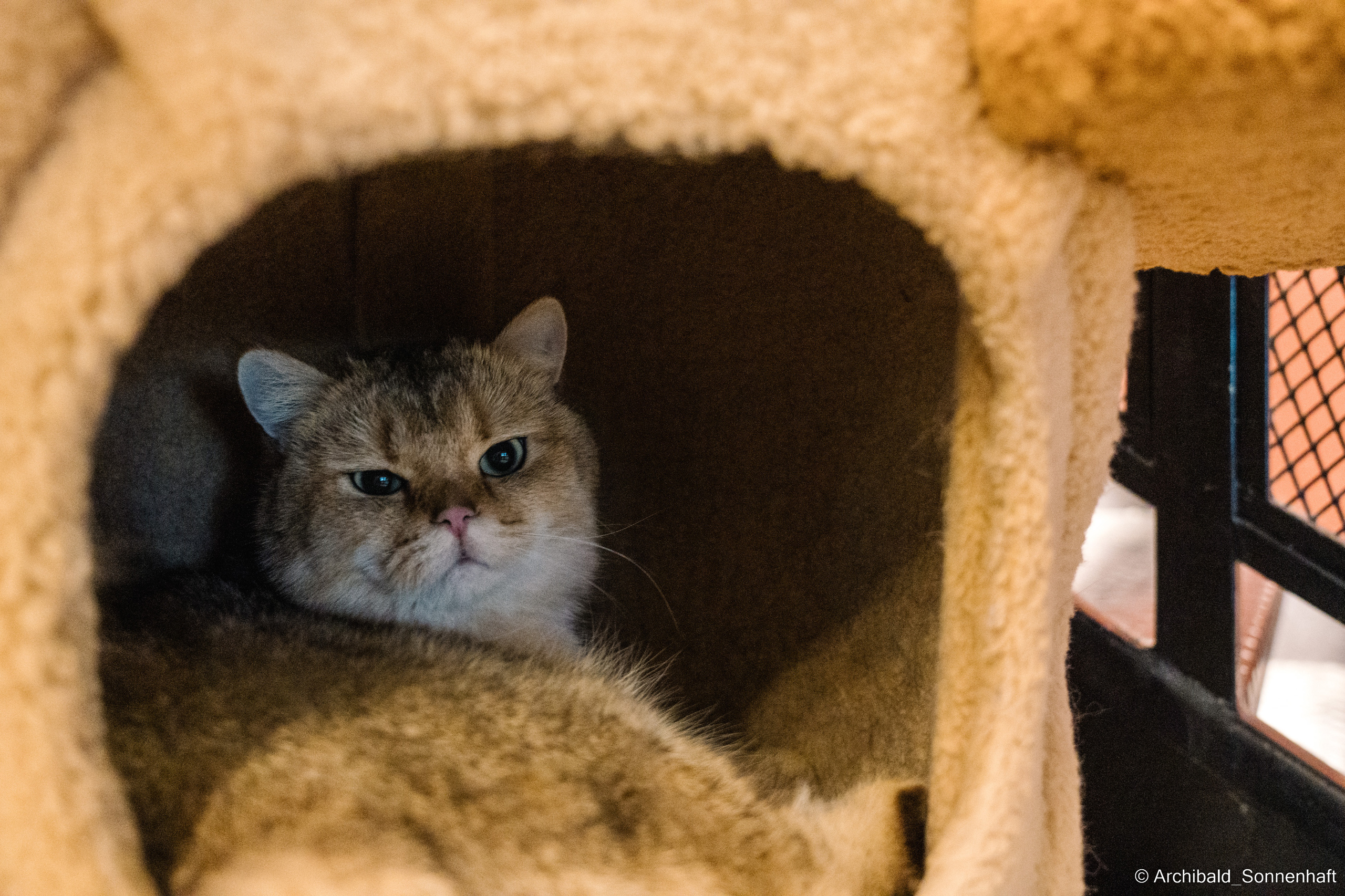 Catfe. Photographer in Guangzhou, China. Archibald Sonnenhaft