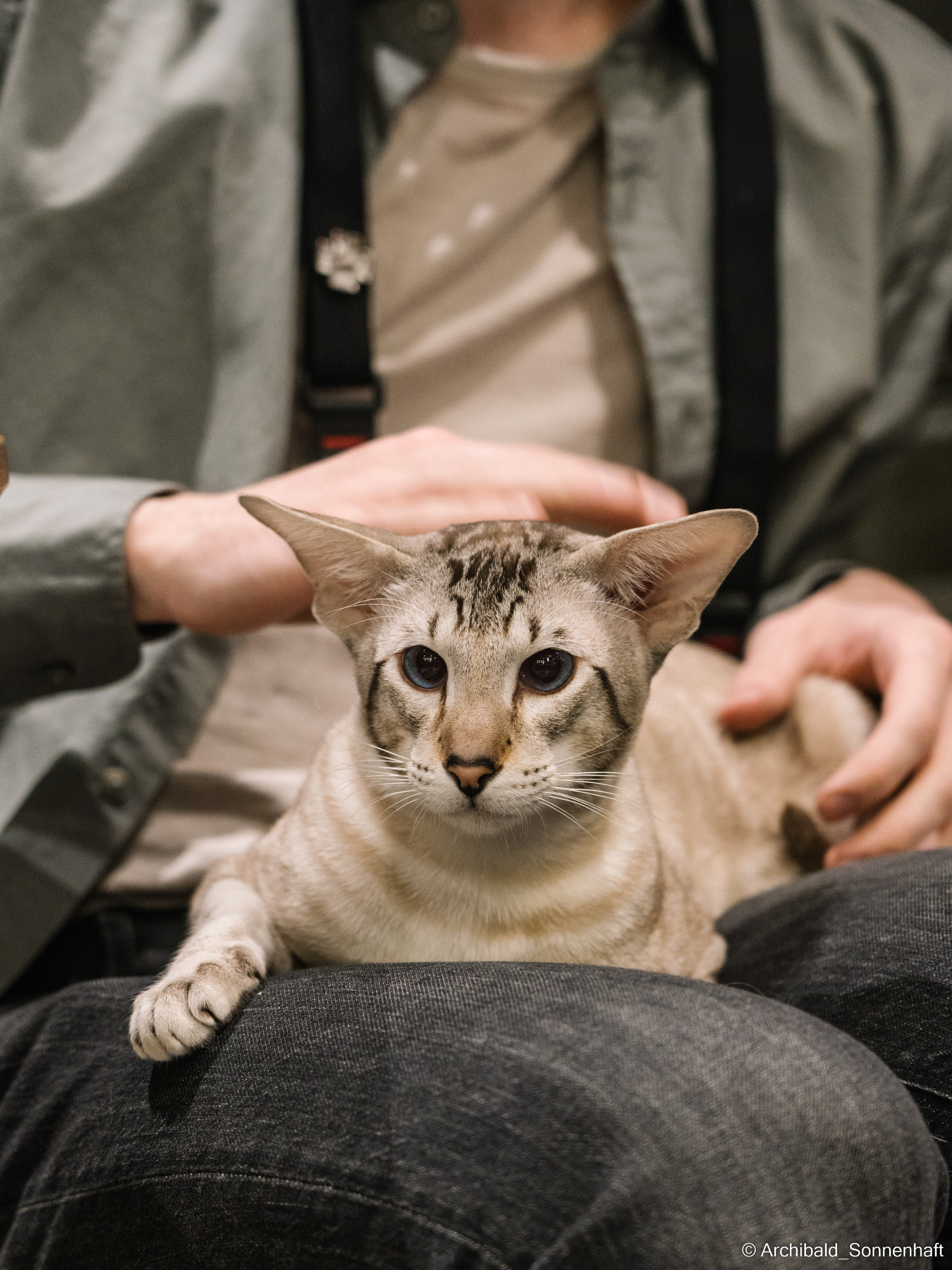 Catfe. Photographer in Guangzhou, China. Archibald Sonnenhaft