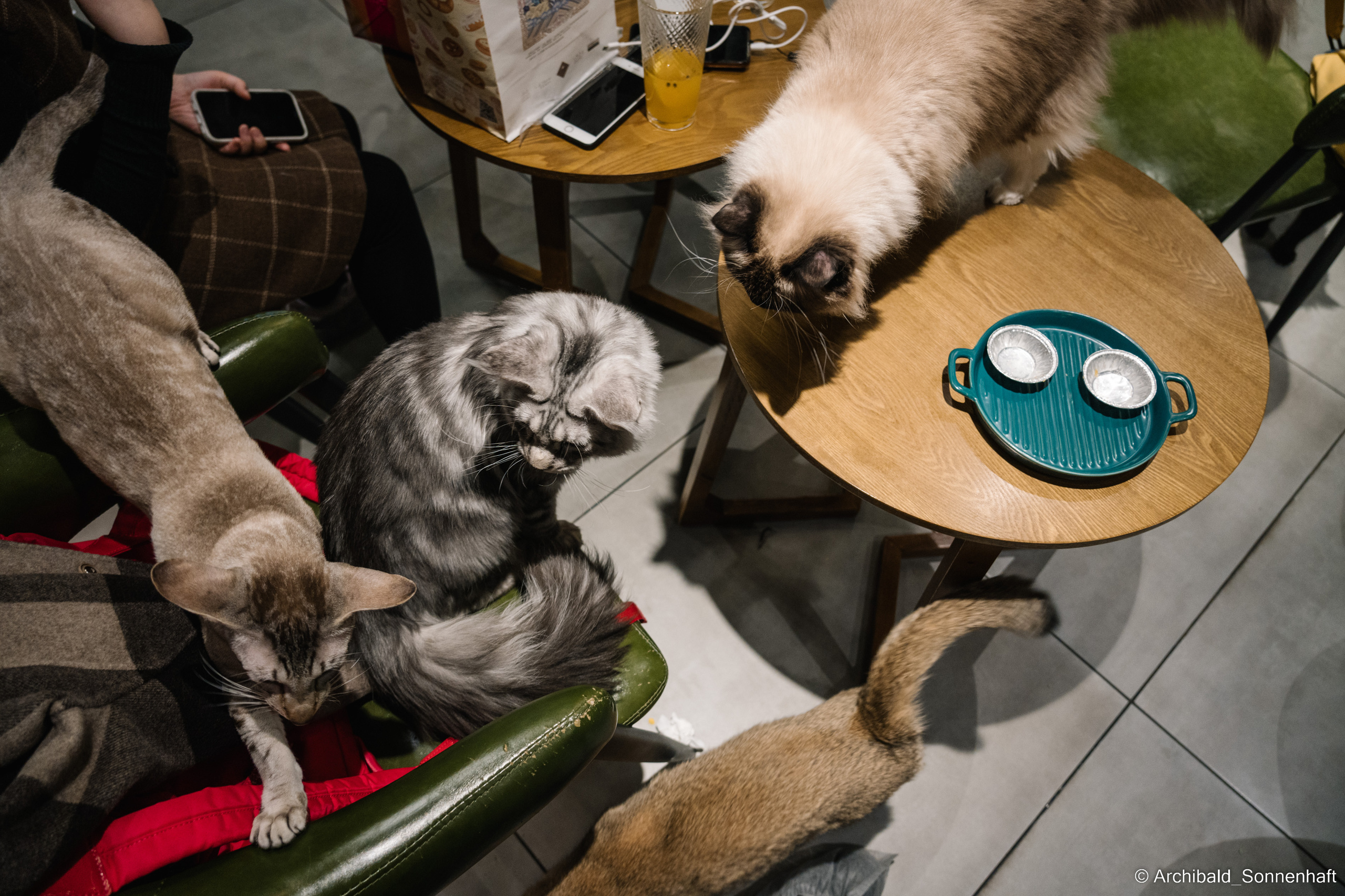 Catfe. Photographer in Guangzhou, China. Archibald Sonnenhaft