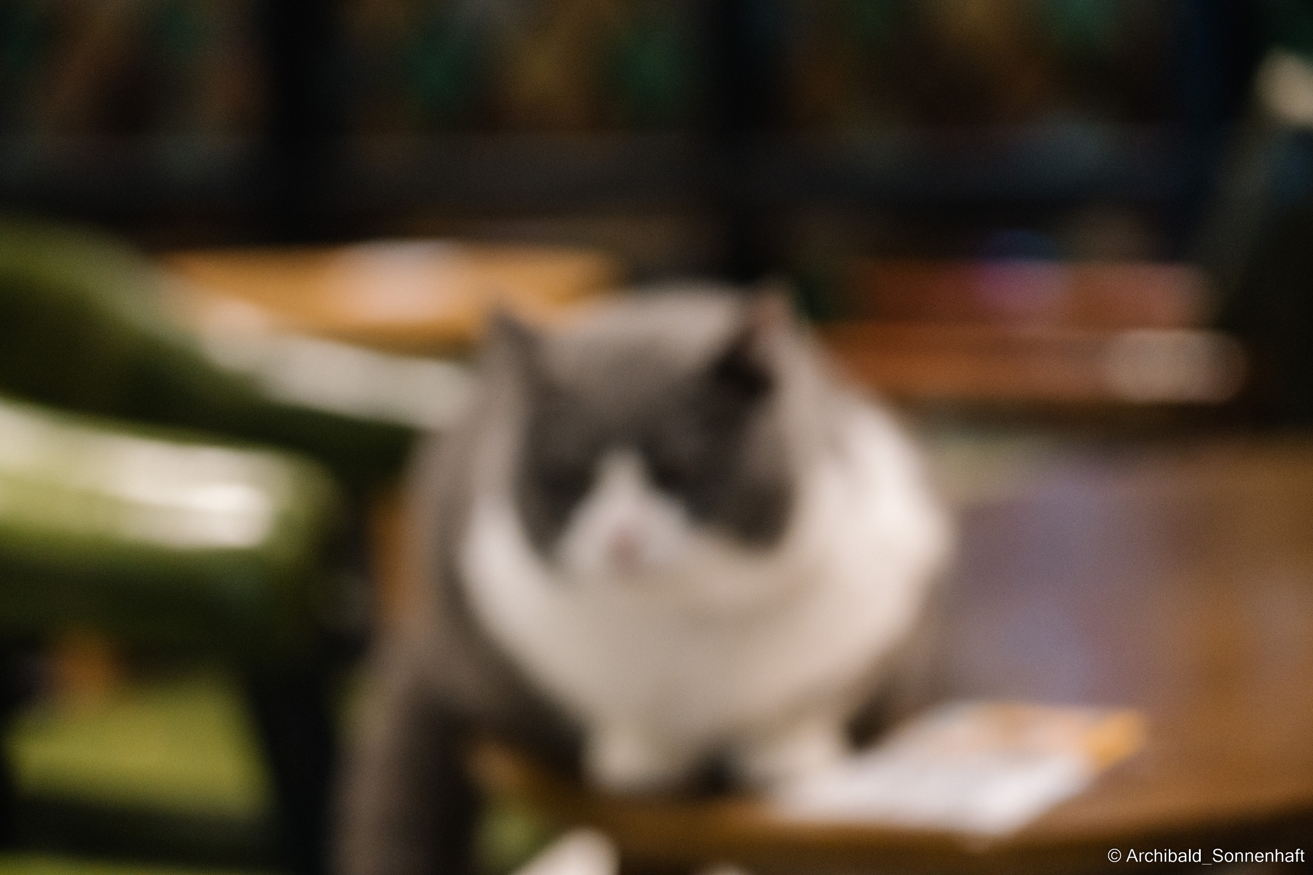 Catfe. Photographer in Guangzhou, China. Archibald Sonnenhaft