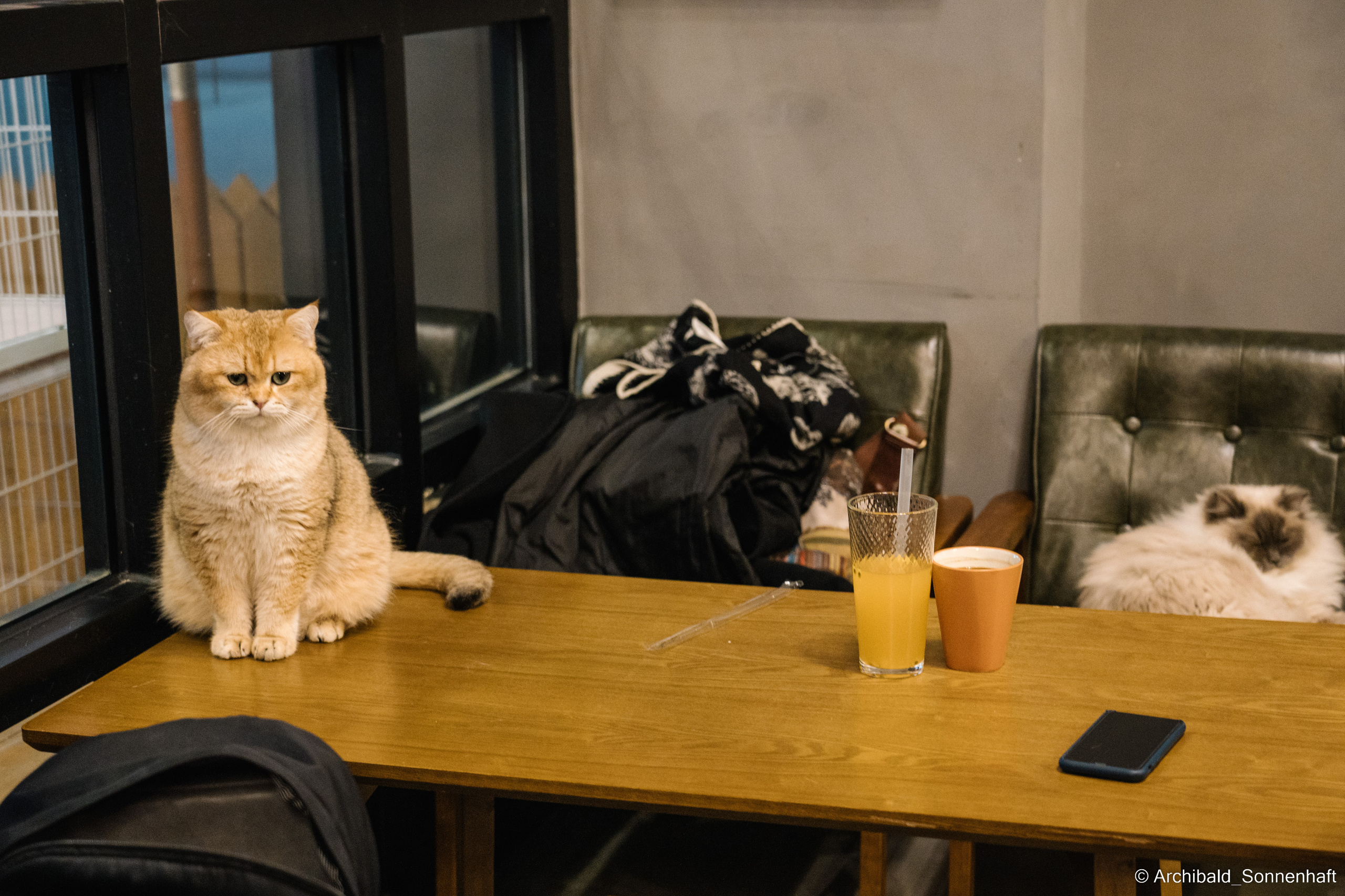 Catfe. Photographer in Guangzhou, China. Archibald Sonnenhaft