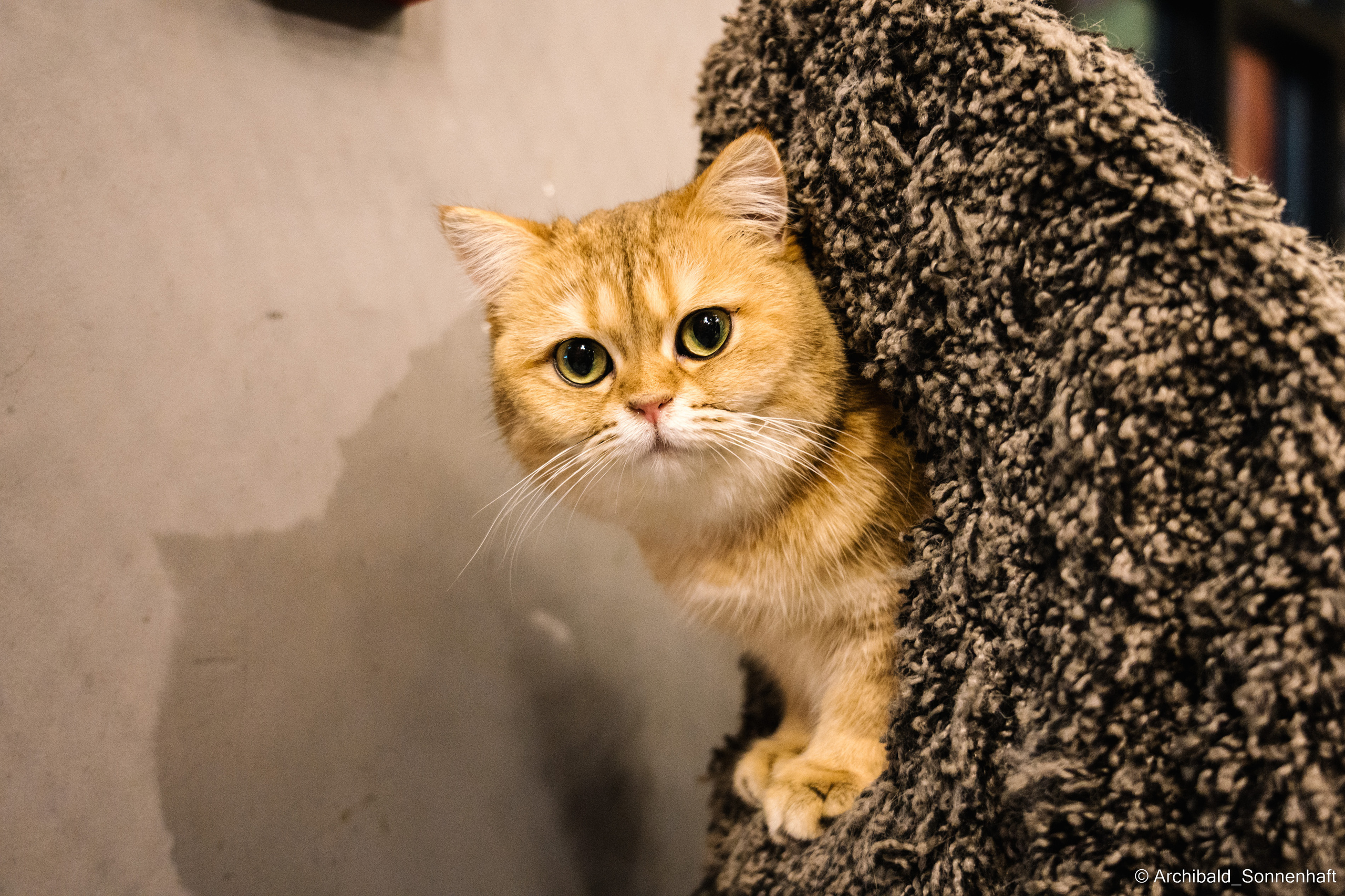 Catfe. Photographer in Guangzhou, China. Archibald Sonnenhaft