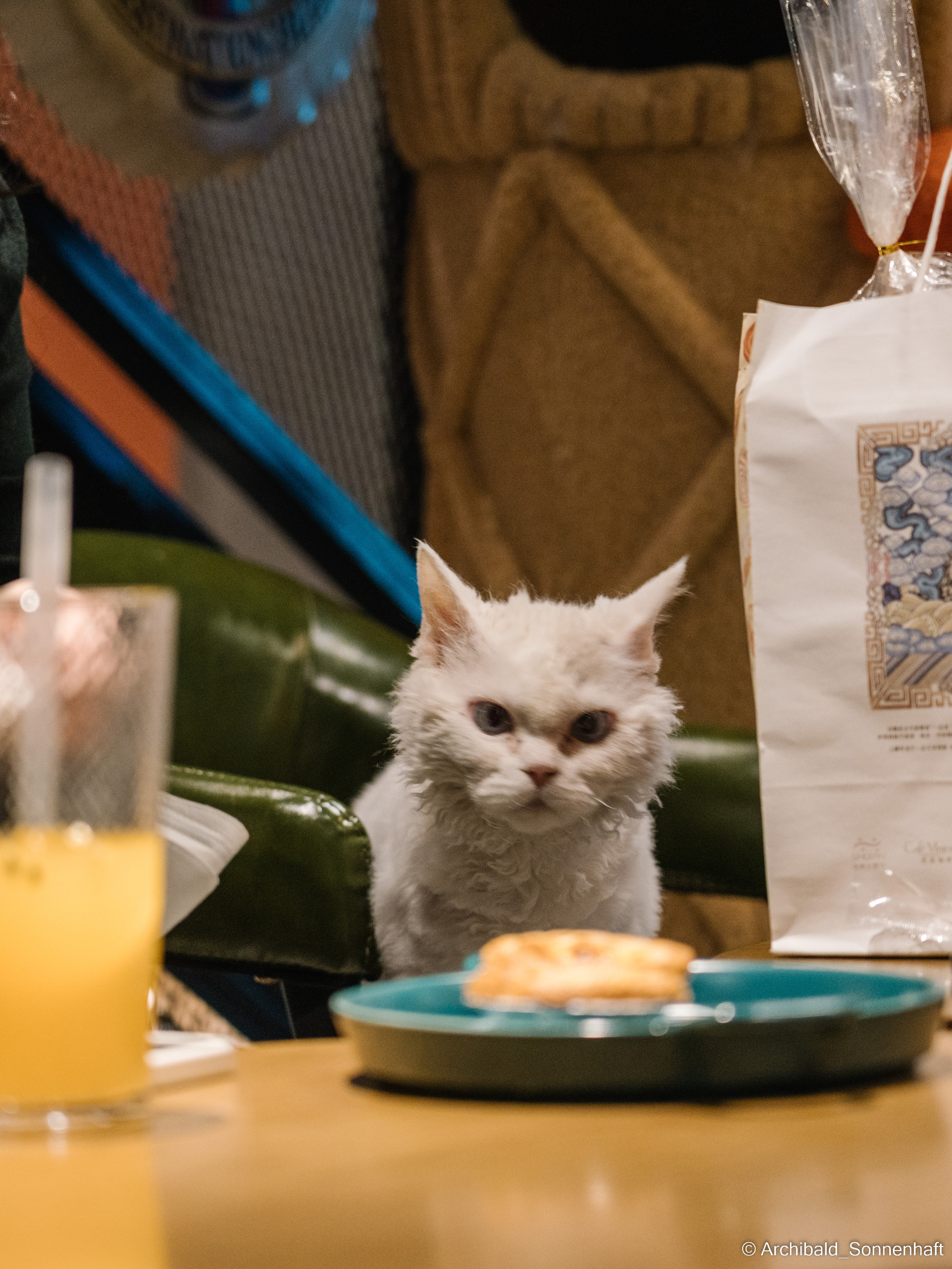 Catfe. Photographer in Guangzhou, China. Archibald Sonnenhaft