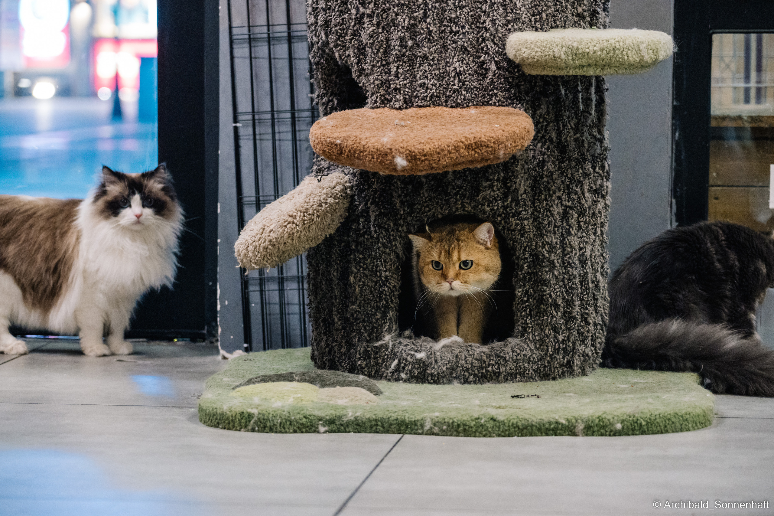 Catfe. Photographer in Guangzhou, China. Archibald Sonnenhaft