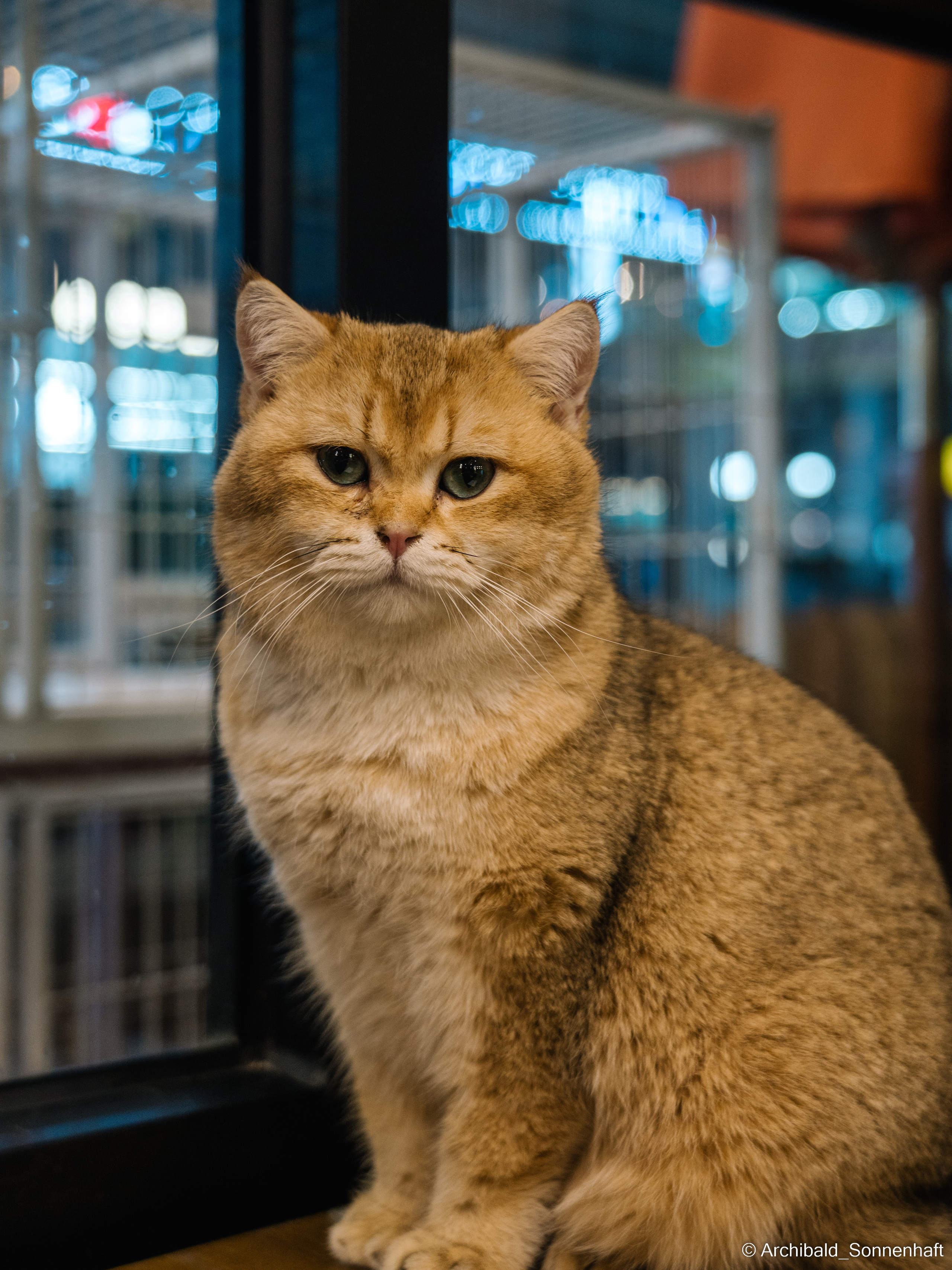 Catfe. Photographer in Guangzhou, China. Archibald Sonnenhaft