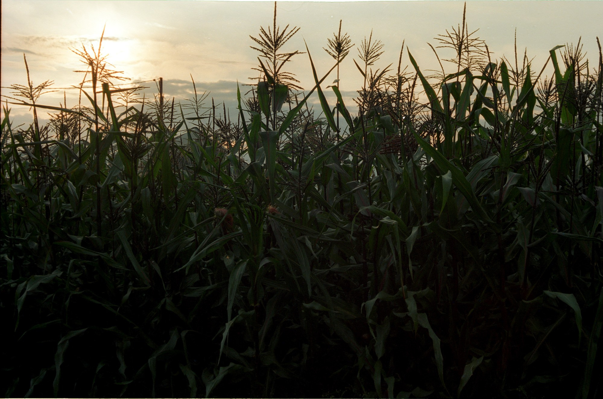 SuperFoodFarm. The history of the farm. Another person Pavel Potseluev. A photographer in 2025