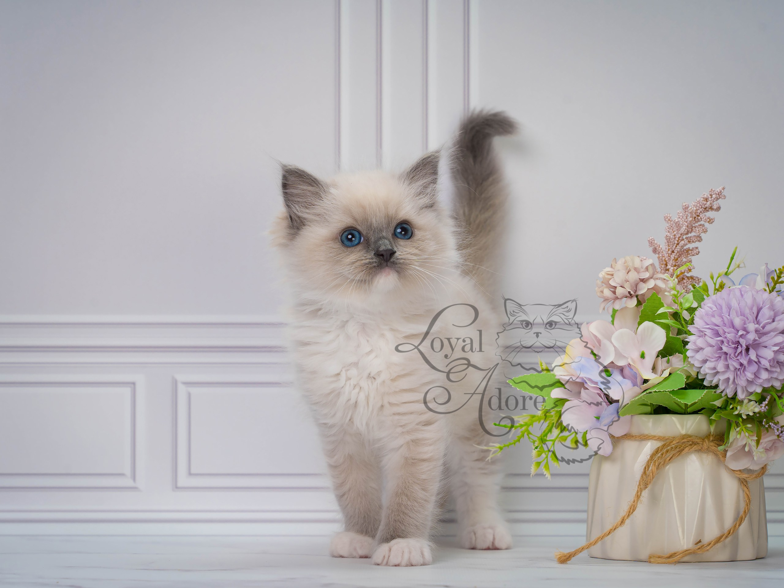 Котята рэгдолл от Loyal Adore. Питомник рэгдолл Loyal Adore