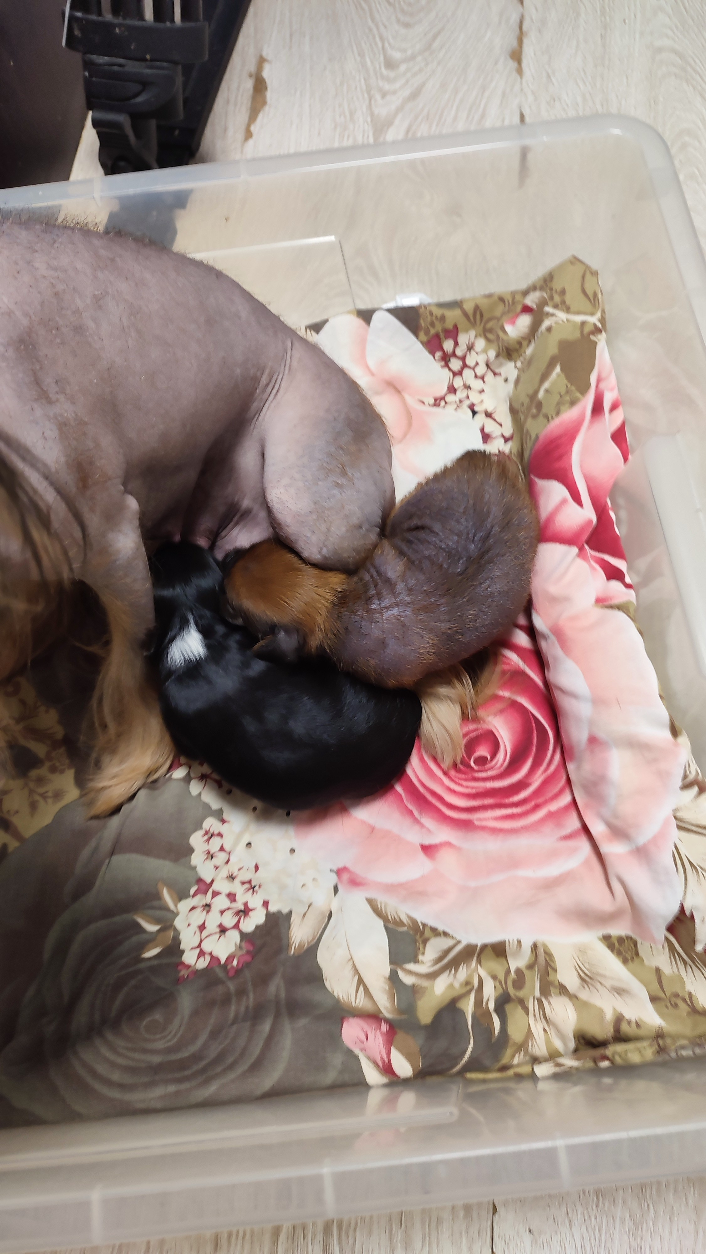 😊💋 Мы открыли глазки. Питомник китайских хохлатых собак Poale Ell: купить щенка