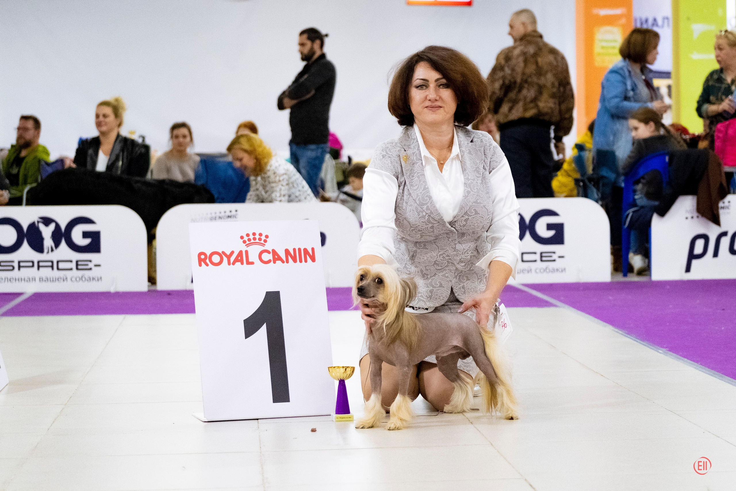 Poale Ell Cooper. Chinese Crested Dog Kennel Poale Ell