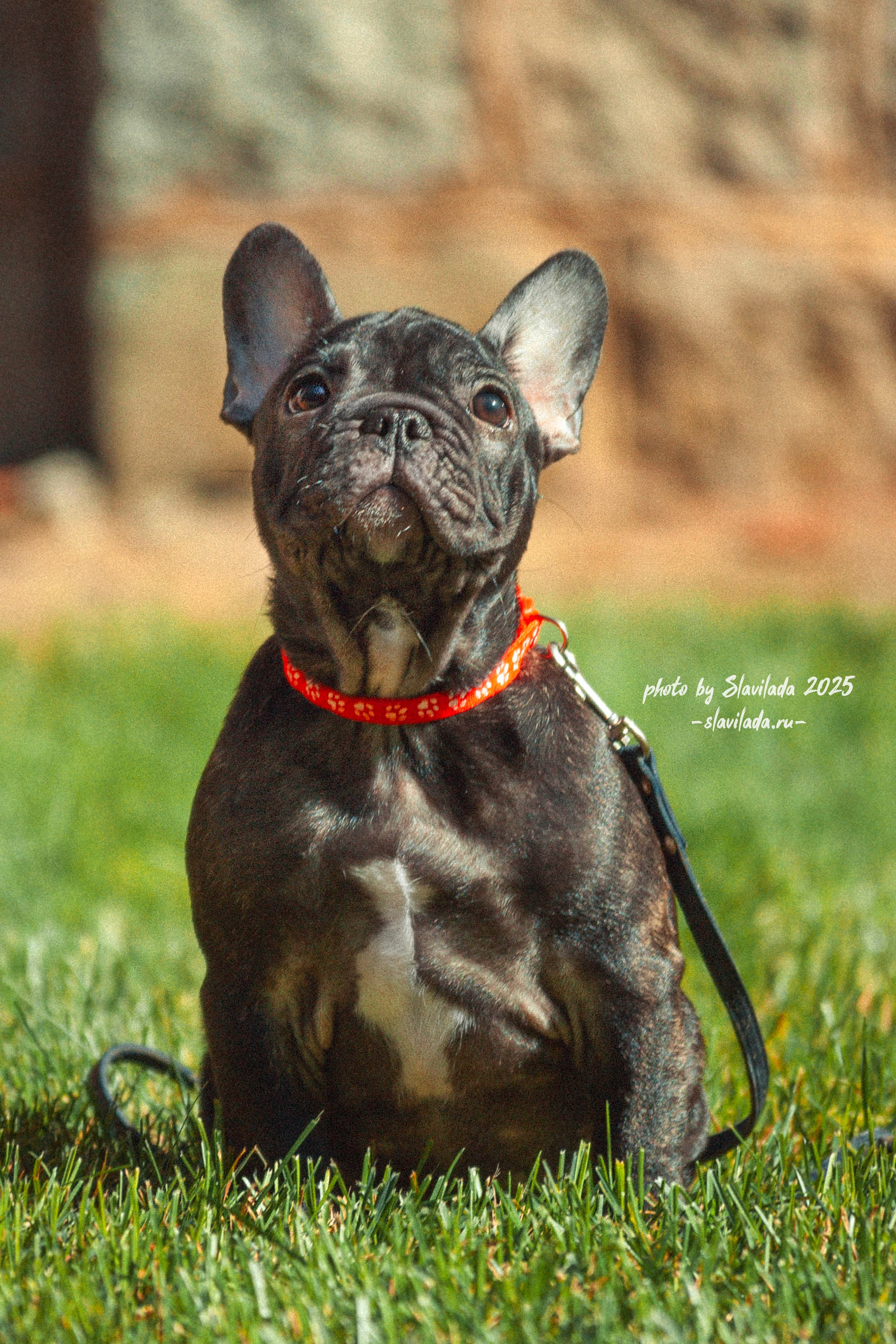 Маленькие победители розыгрыша. Slavilada-Лапки. Свет. Любовь… Профессиональная фотосессия питомцев Для памяти, пристройства и продажи. Хабаровск
