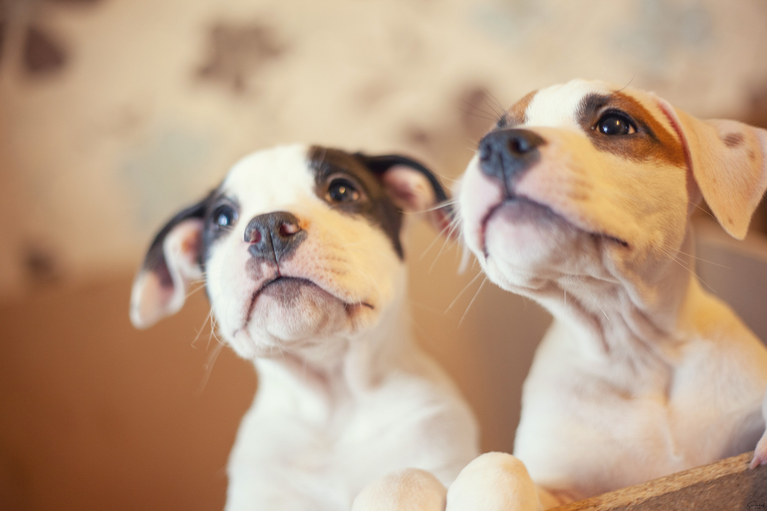 Щенки. Slavilada-Лапки. Свет. Любовь… Профессиональная фотосессия питомцев Для памяти, пристройства и продажи. Хабаровск