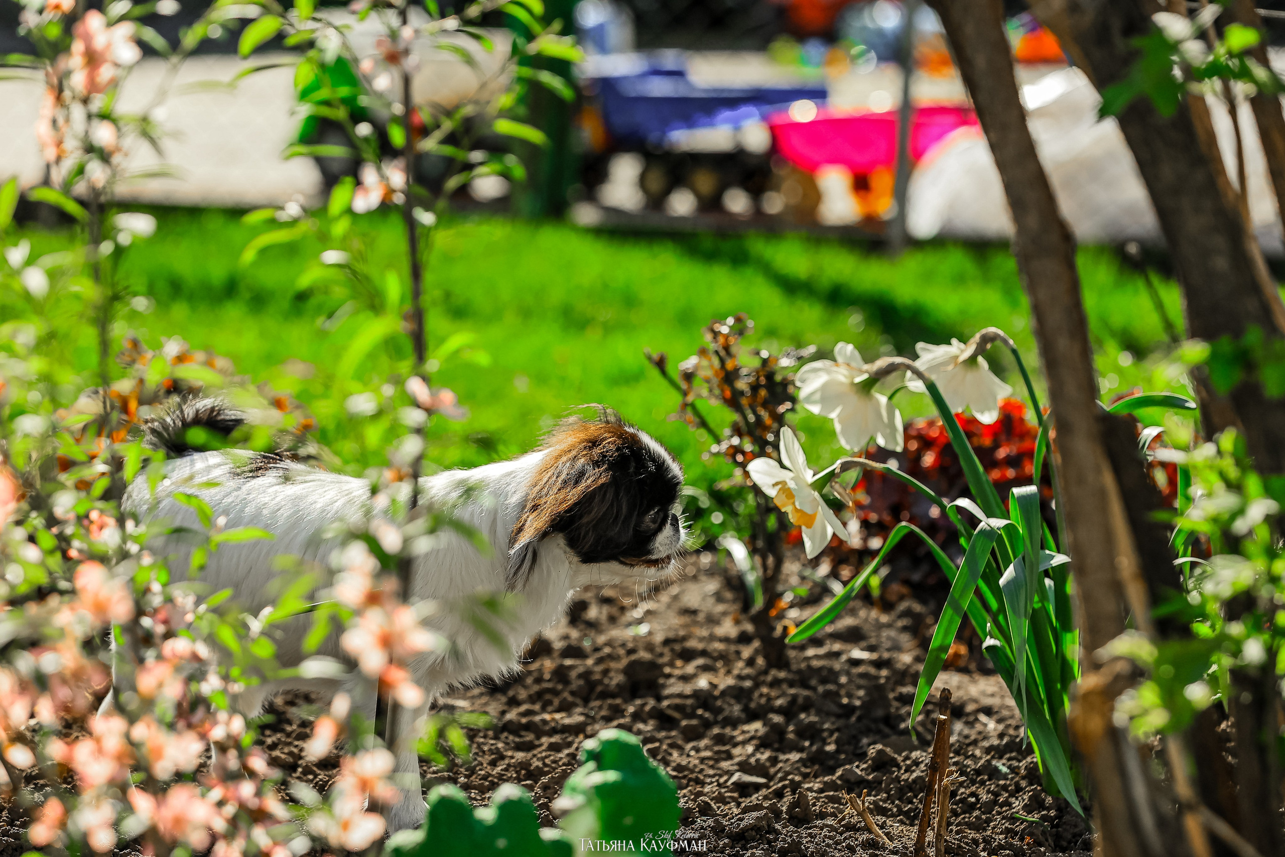 Японский хин, фотография японский хин, собака в цветах, красивая собака, фотограф анималист, фотокурс Анималистика, научиться фотографировать собак, фотограф Новосибирск