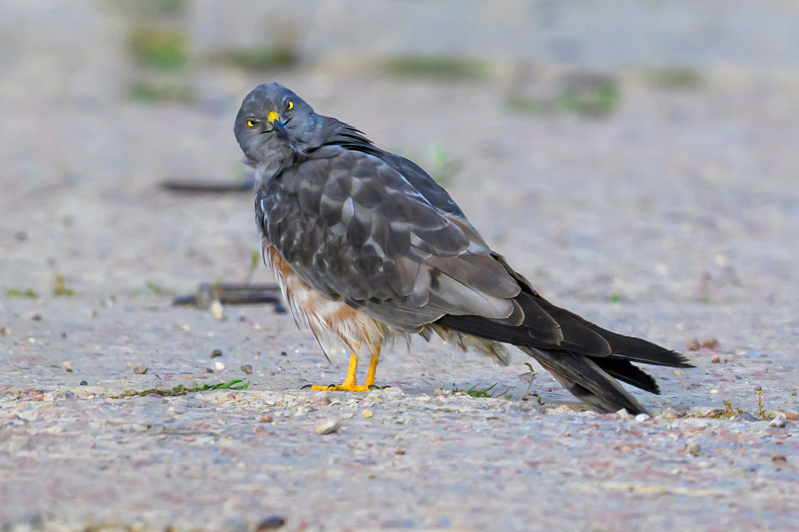 Улыбка луня. Smile of the harrier. Wildlife photography by Sergey Puponin