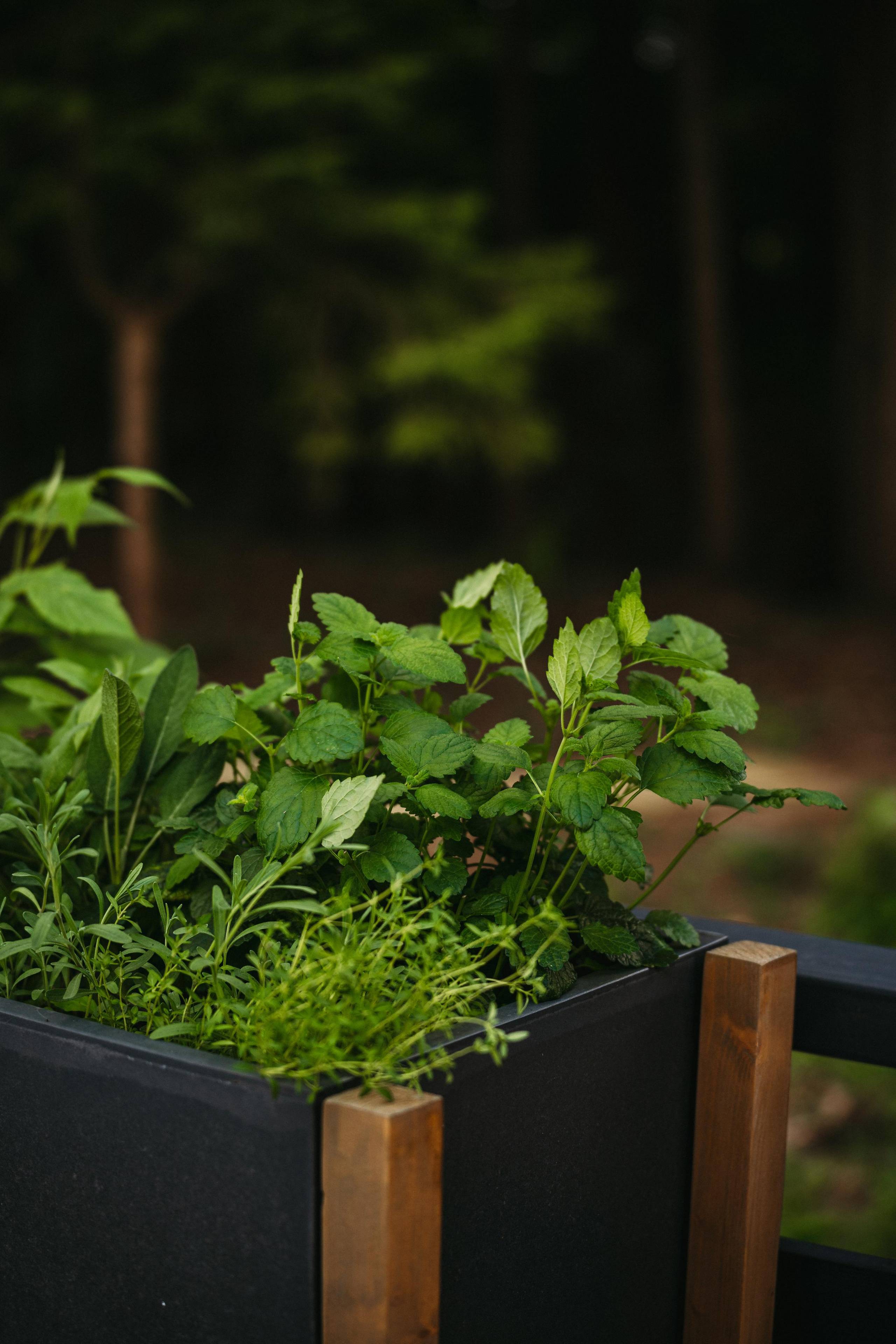 Дом под деревом под Истрой