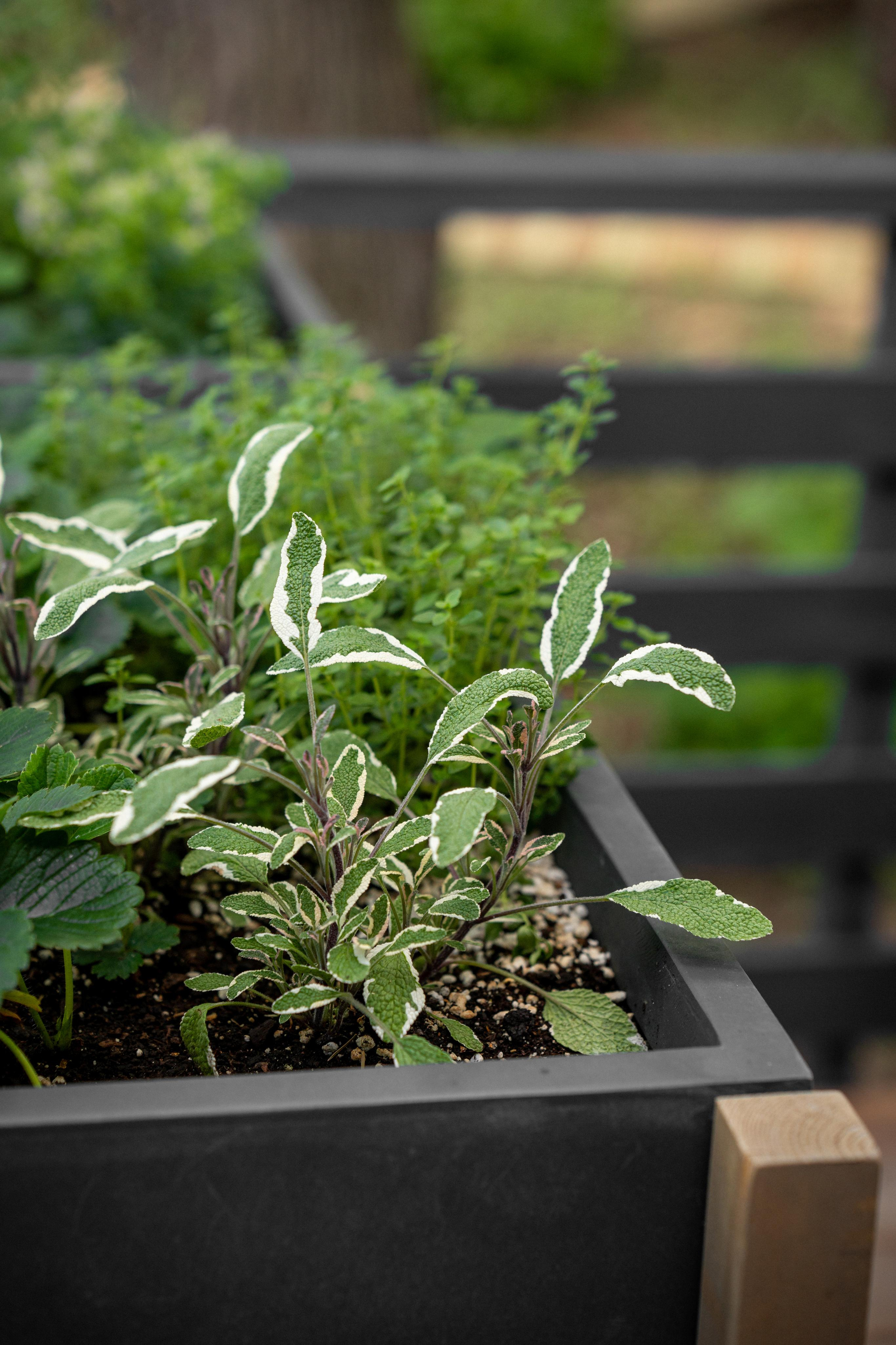 Дом под деревом под Истрой