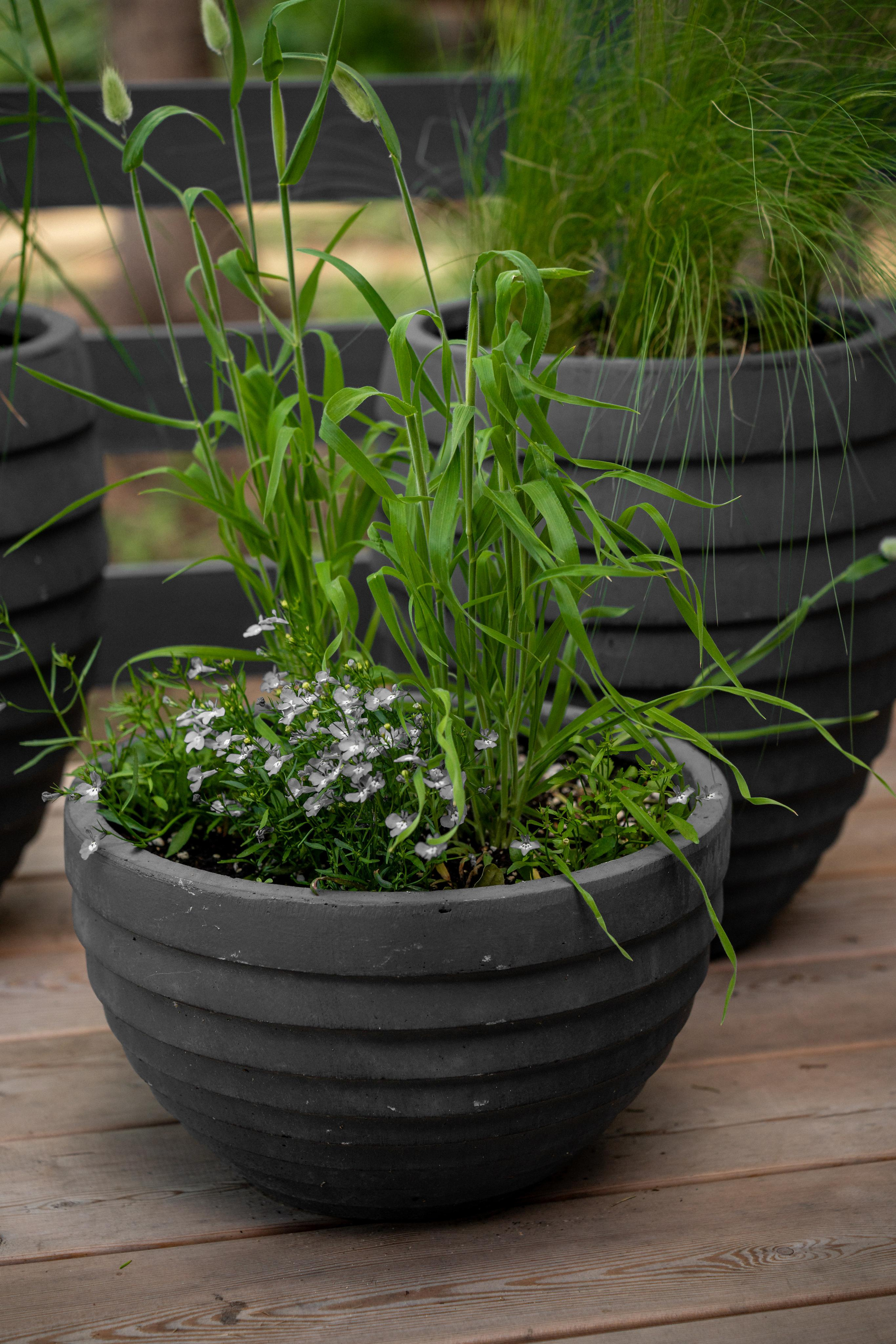 Дом под деревом под Истрой