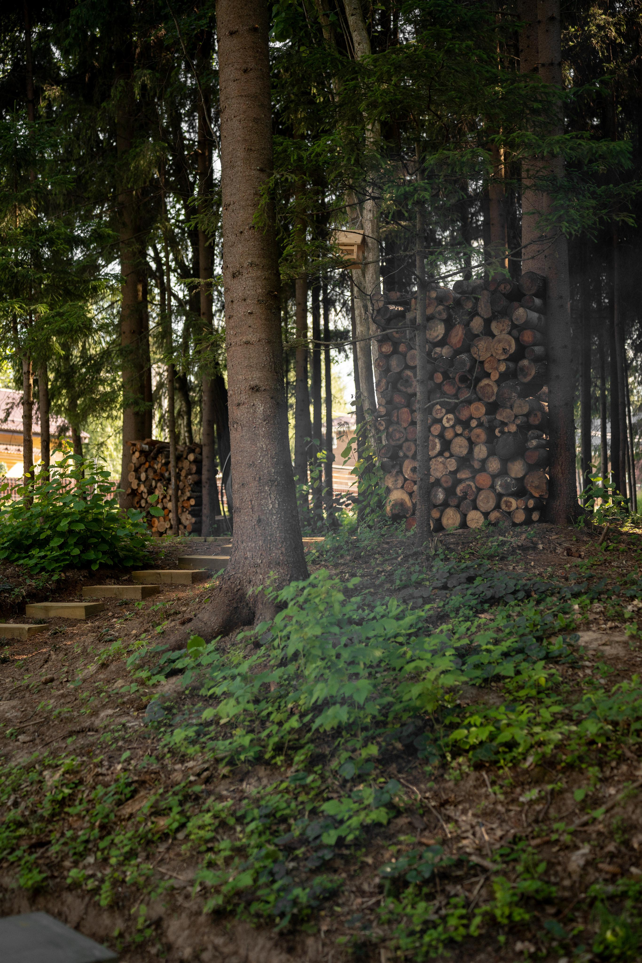 Дом под деревом под Истрой