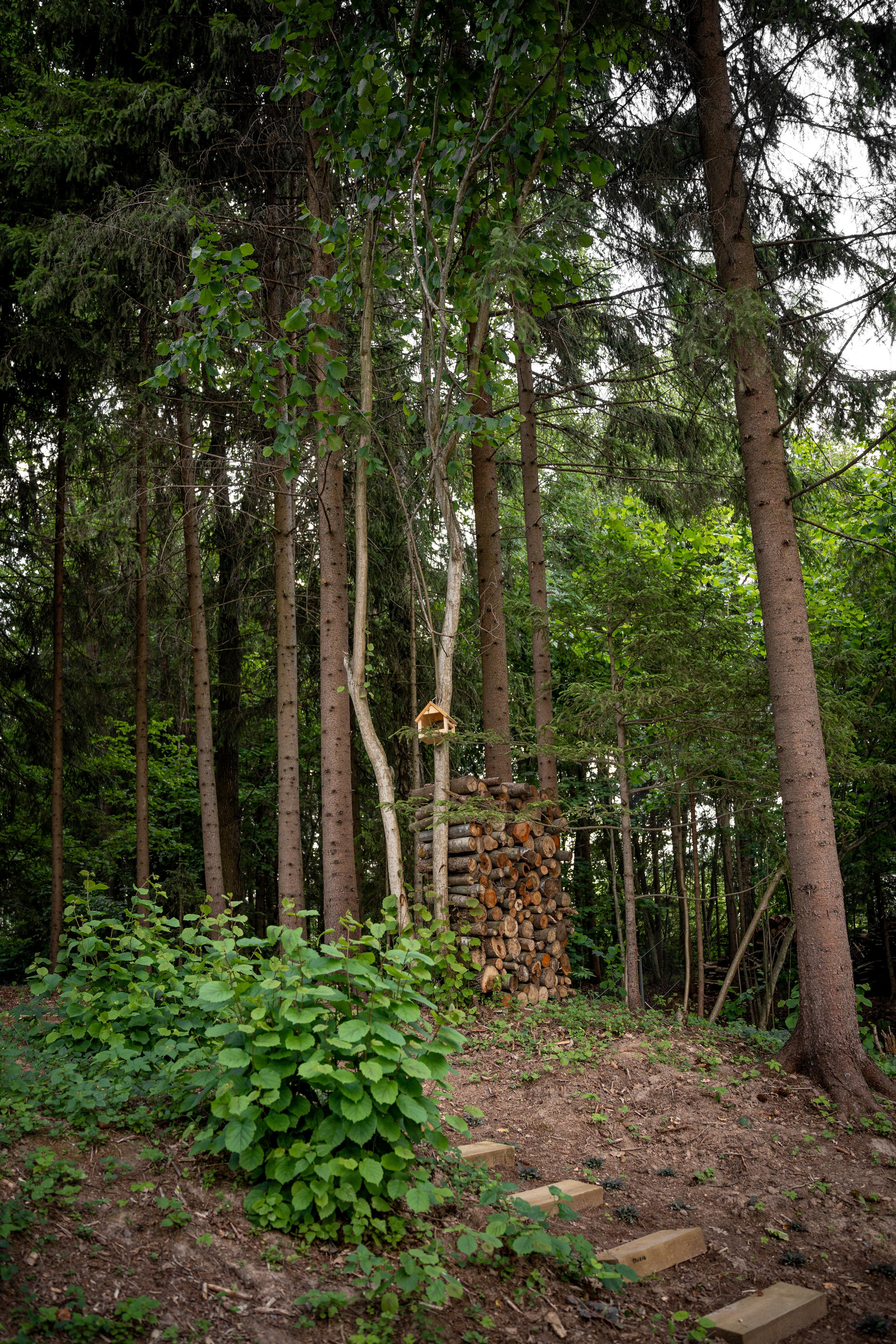 Дом под деревом под Истрой