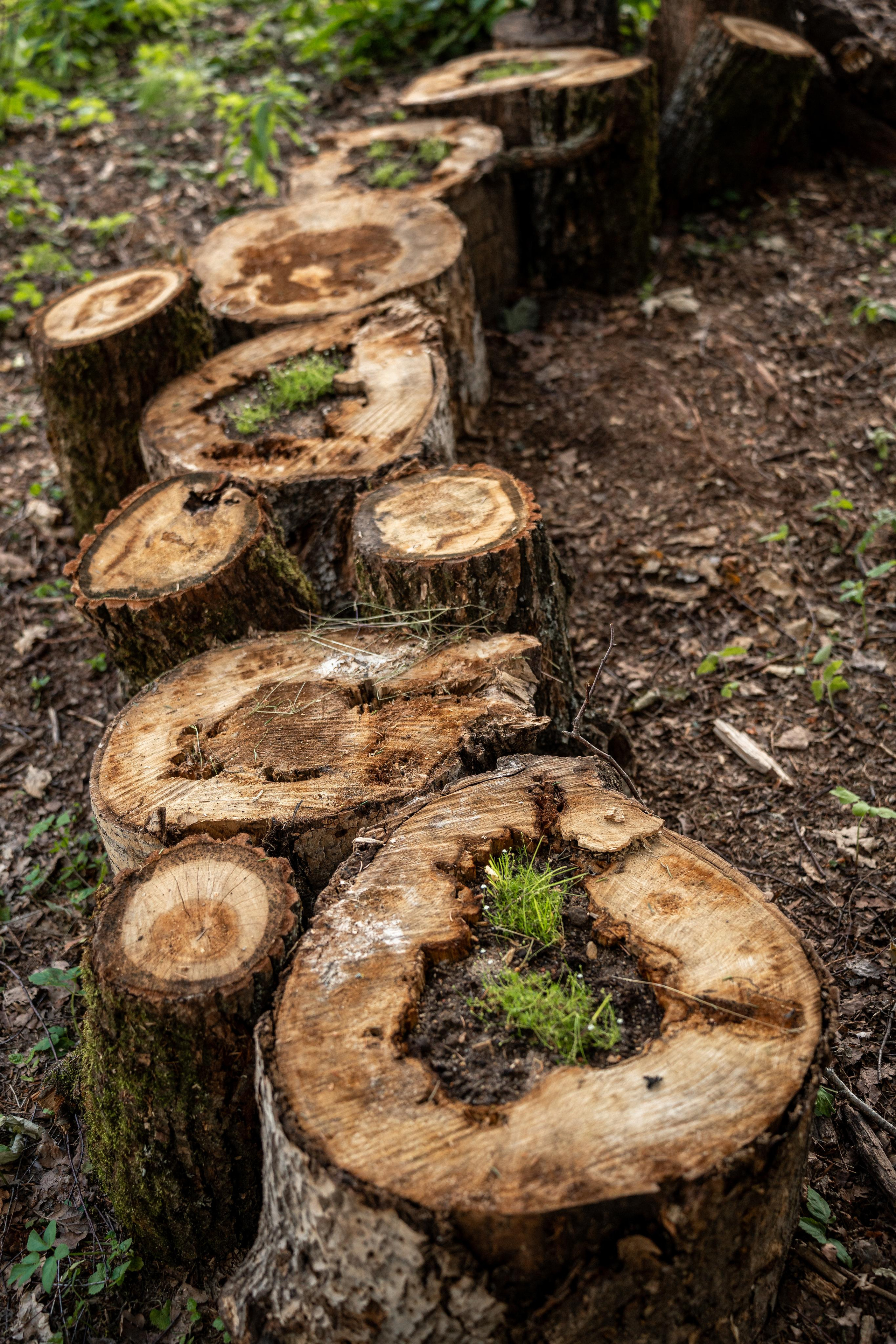 Дом под деревом под Истрой