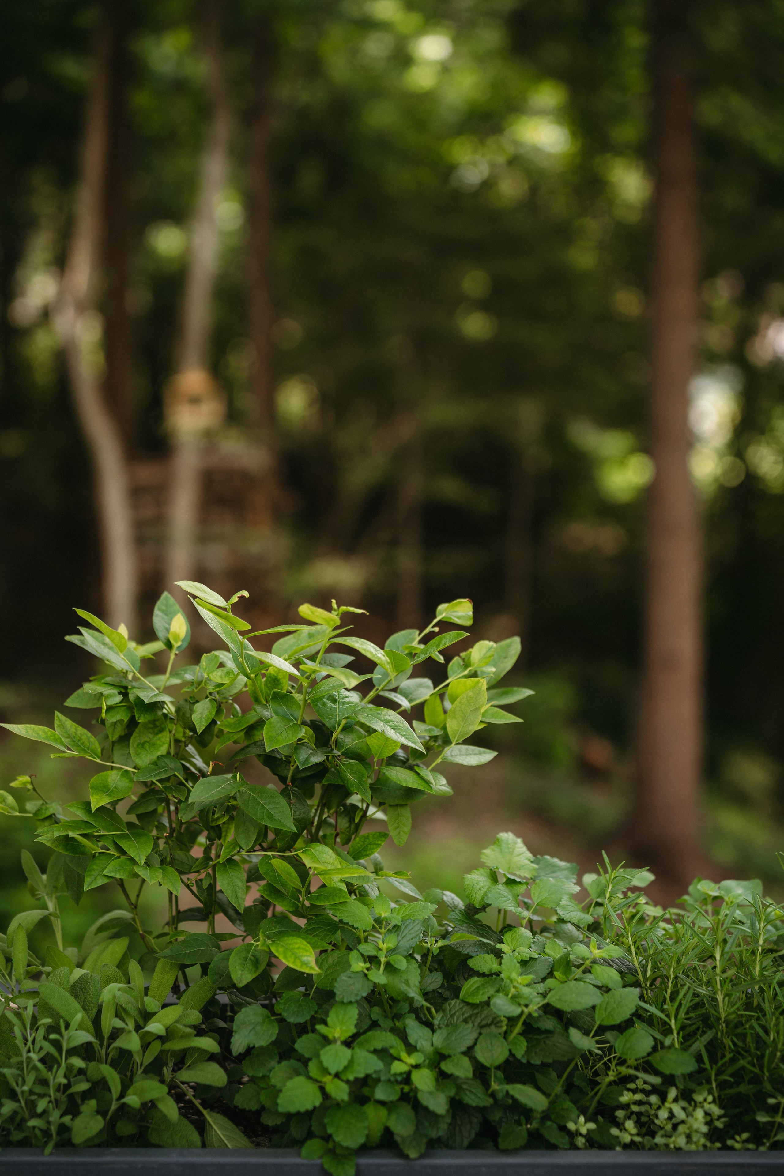 Дом под деревом под Истрой