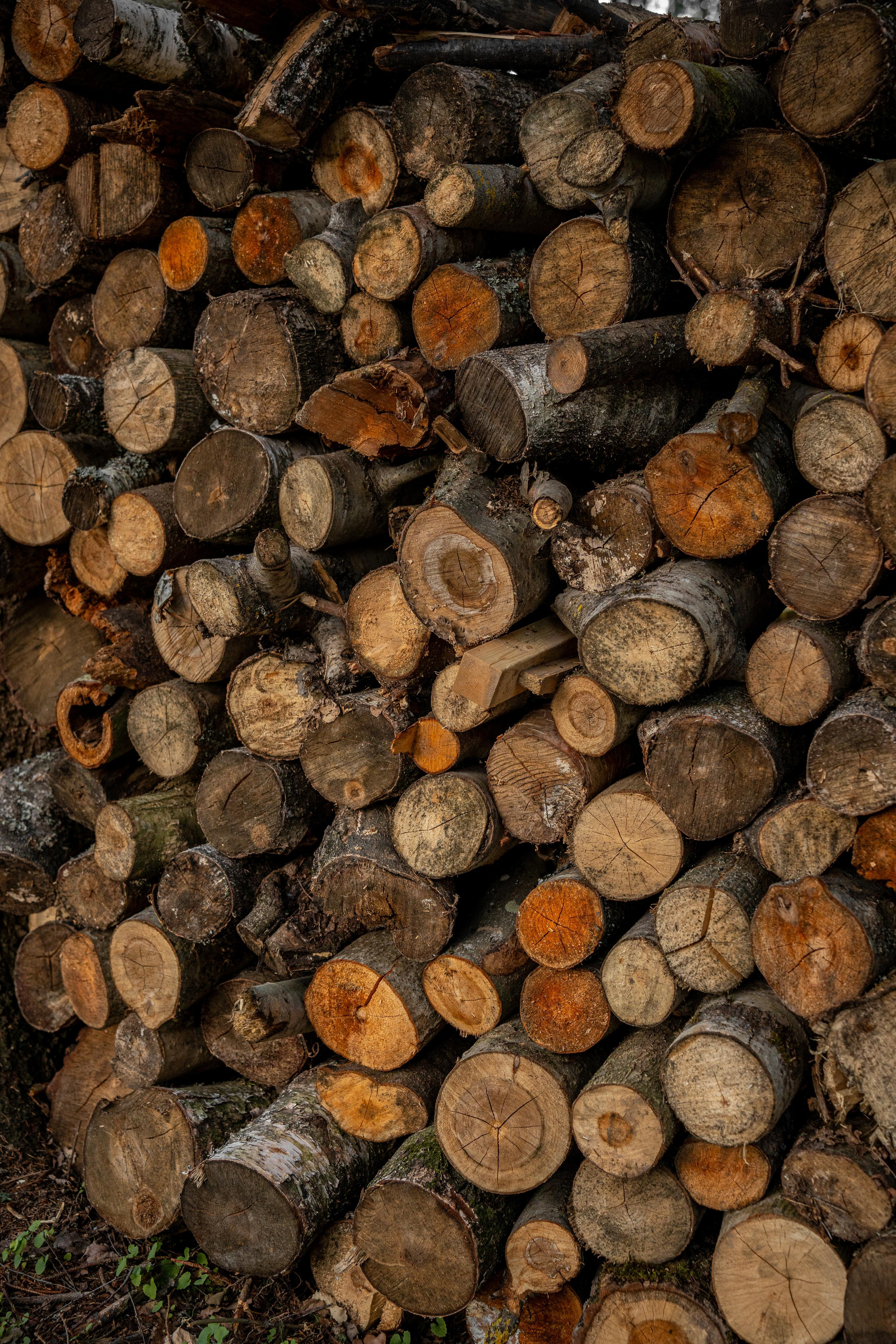 Дом под деревом под Истрой