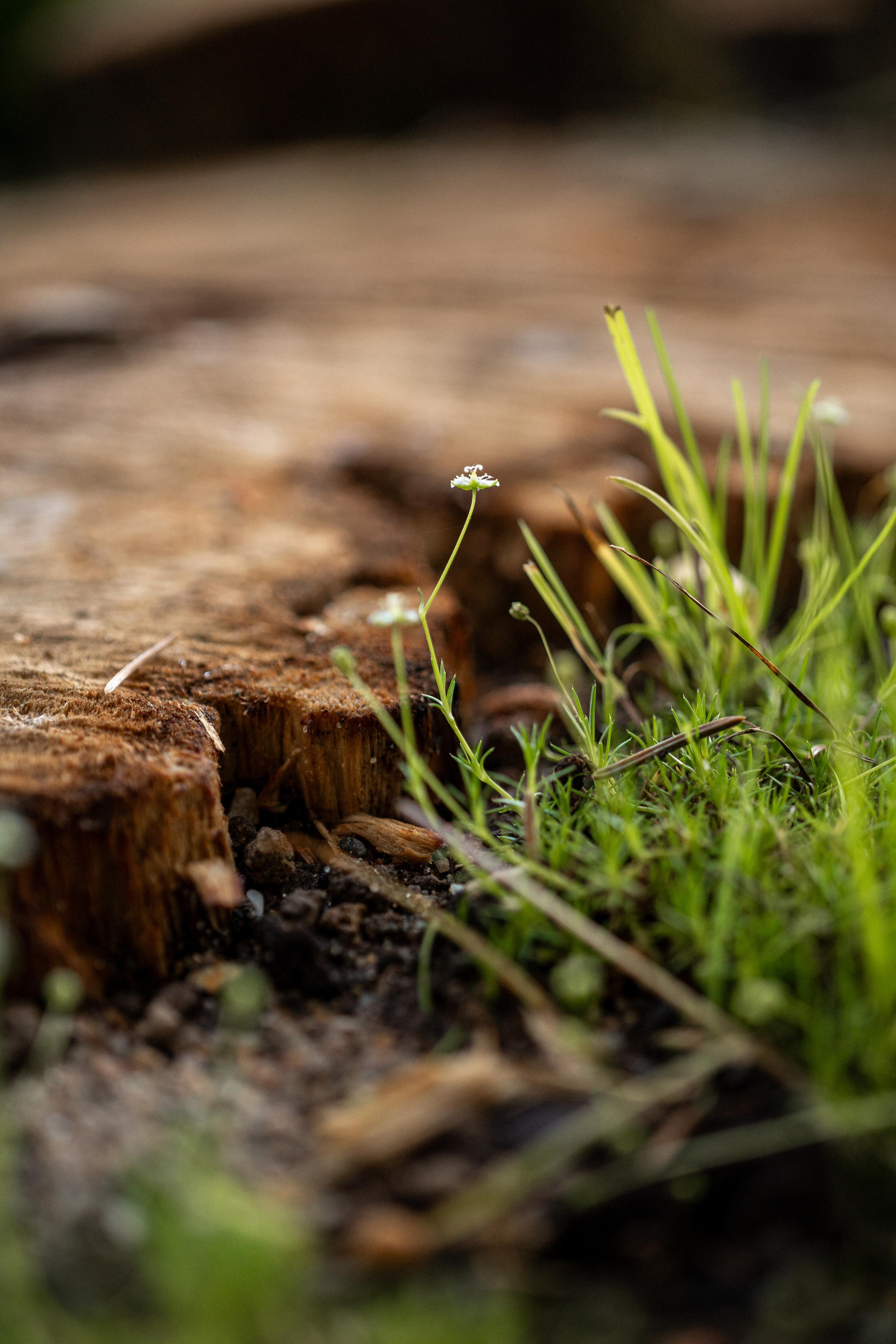 Дом под деревом под Истрой