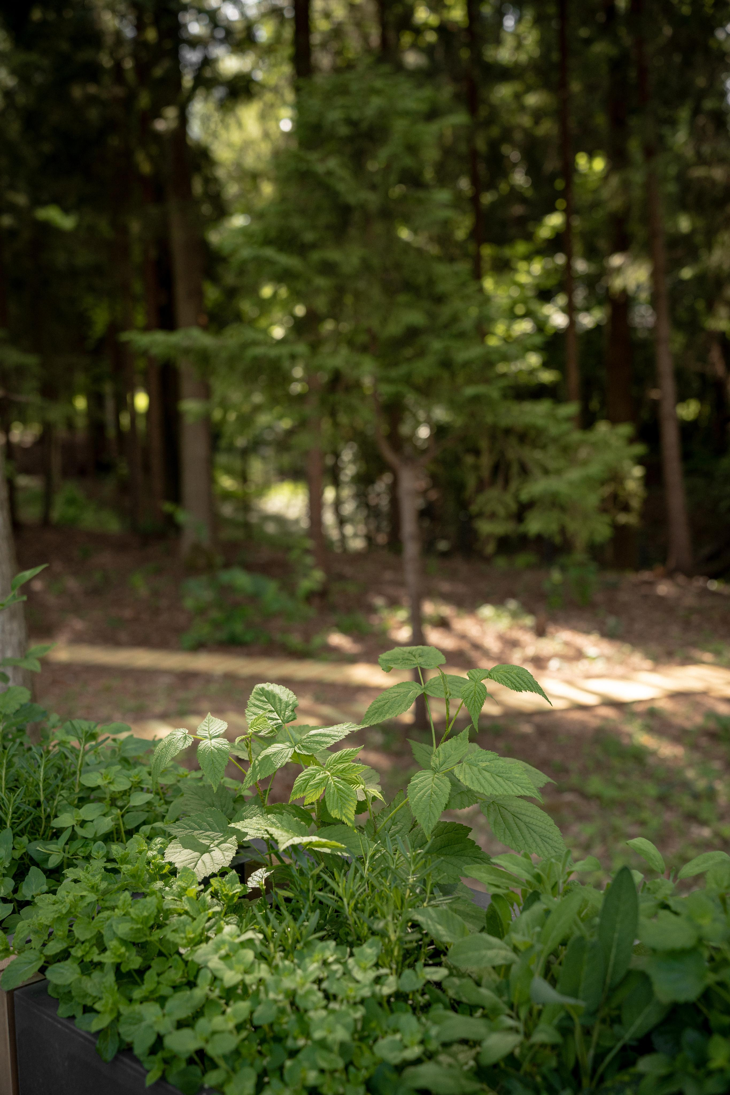 Дом под деревом под Истрой