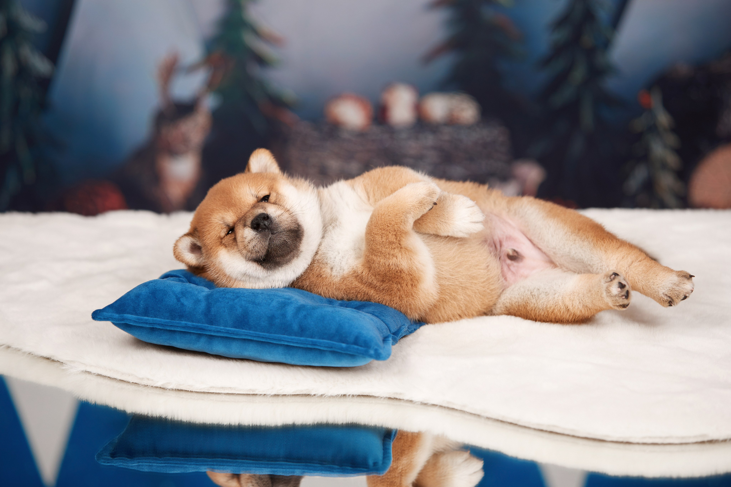 ФОТОСЪЕМКА ЩЕНКОВ НА ДОМУ. ФОТОГРАФ-АНИМАЛИСТ l LANA POLYAKOVA