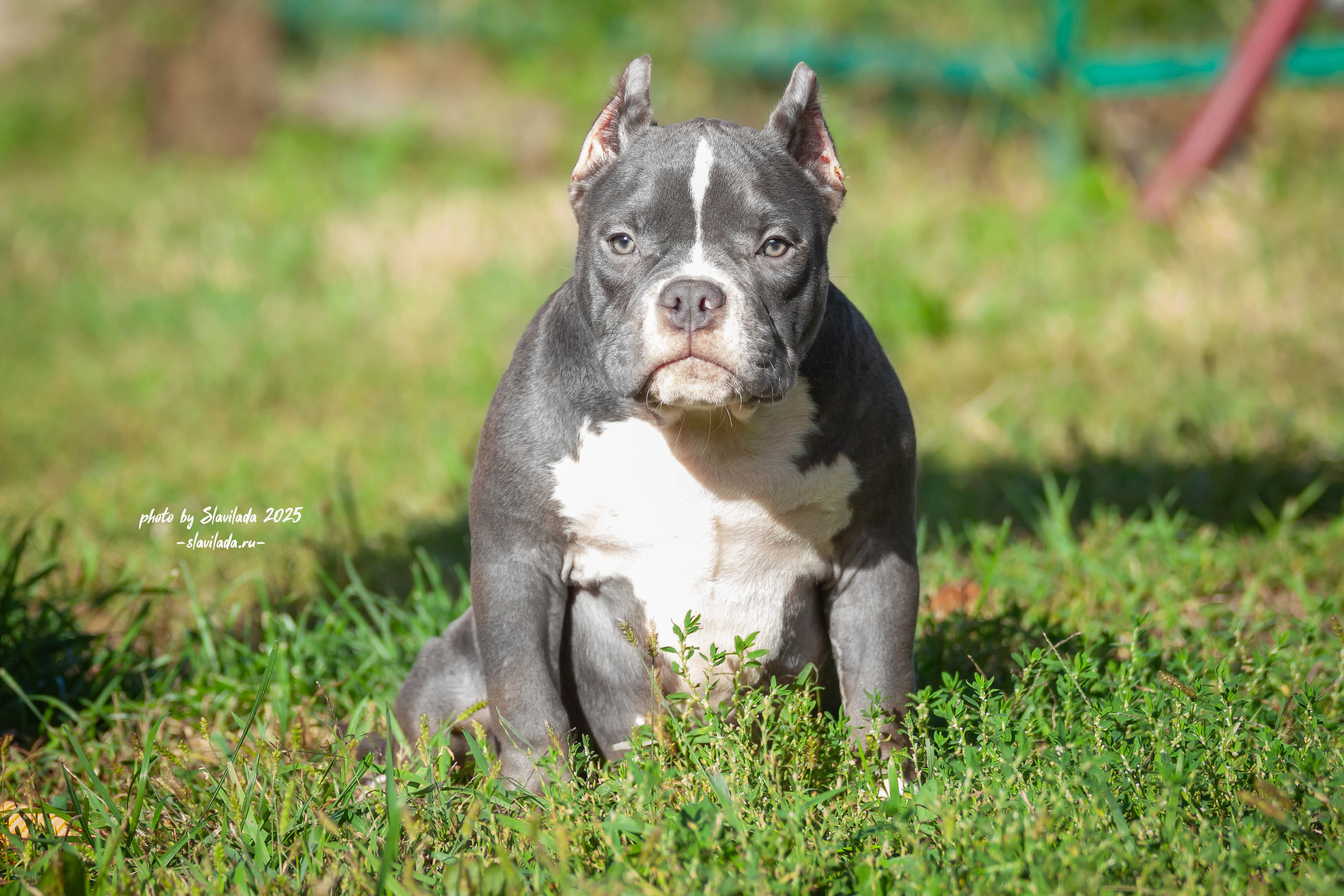 Американский булли. Slavilada-Лапки. Свет. Любовь… Профессиональная фотосессия питомцев Для памяти, пристройства и продажи. Хабаровск